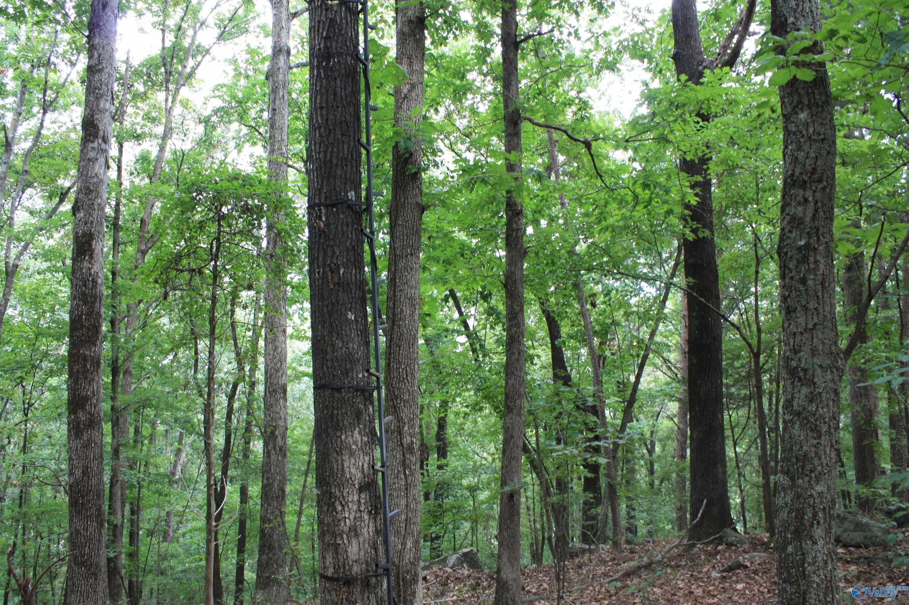 A 1 Walter Bird Drive, Owens Cross Roads, Alabama image 8