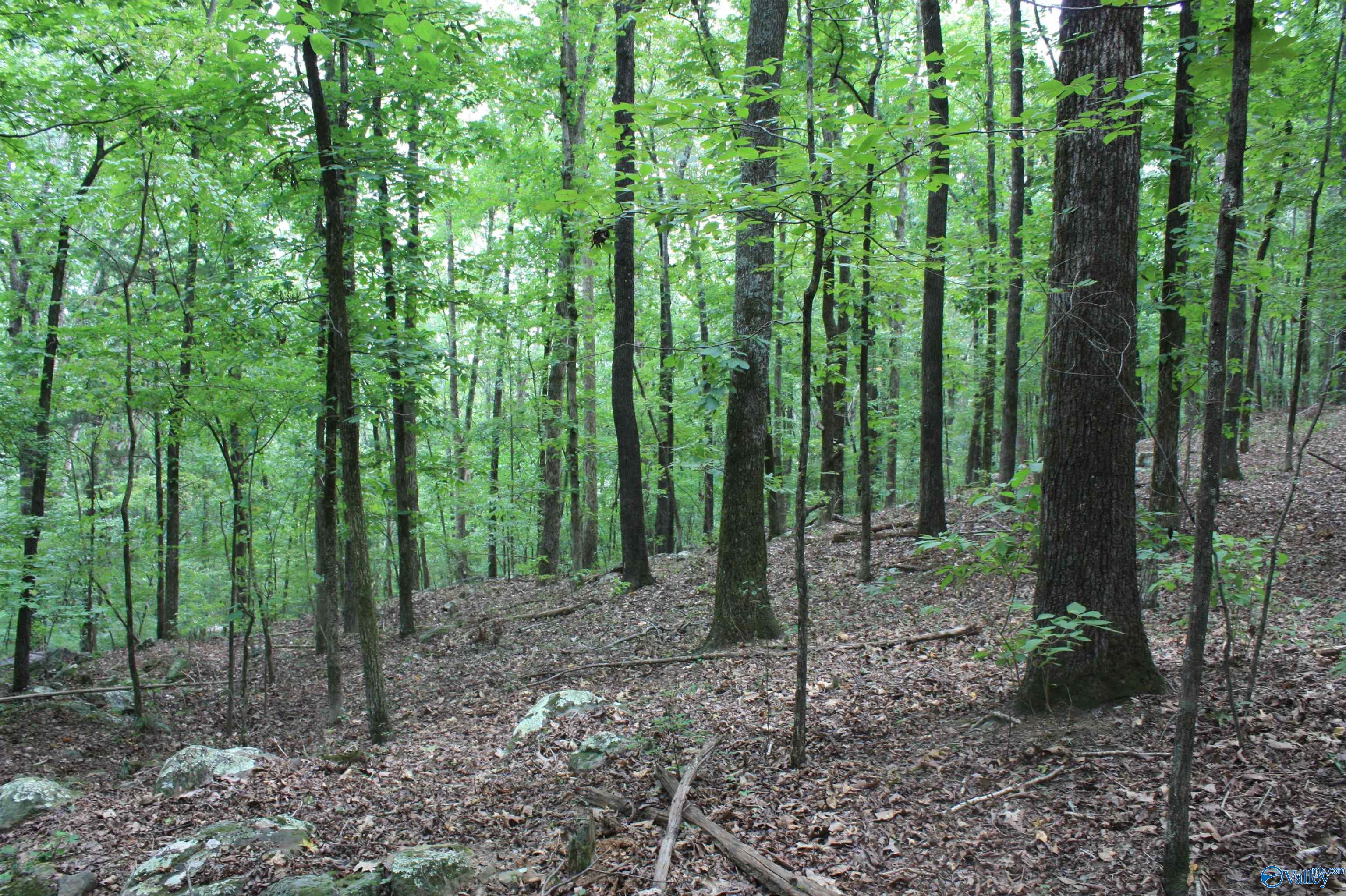 A 1 Walter Bird Drive, Owens Cross Roads, Alabama image 2