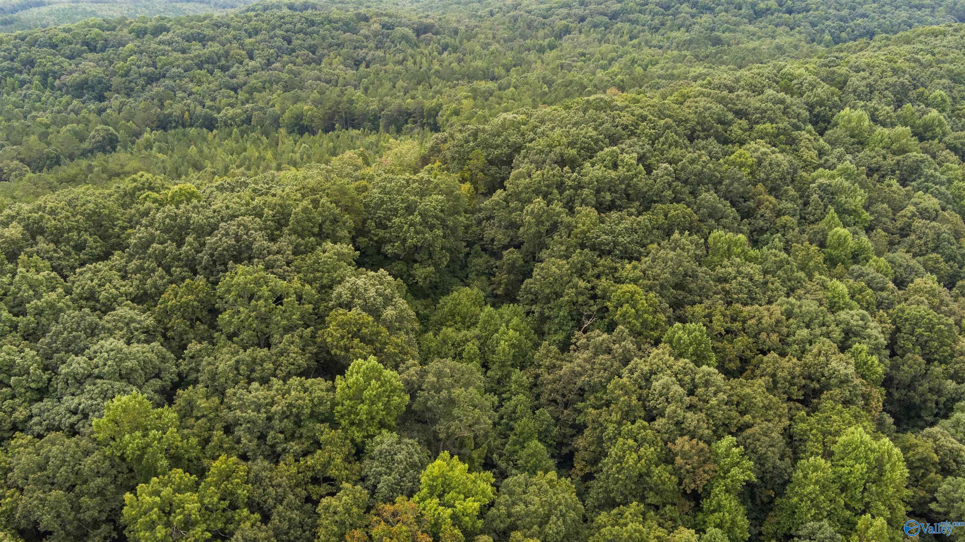 1 County Road 610, Valley Head, Alabama image 9