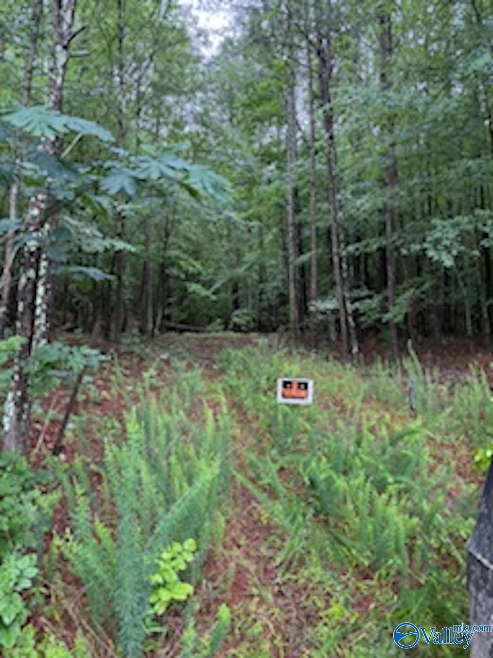 10 County Road 48, Cedar Bluff, Alabama image 10