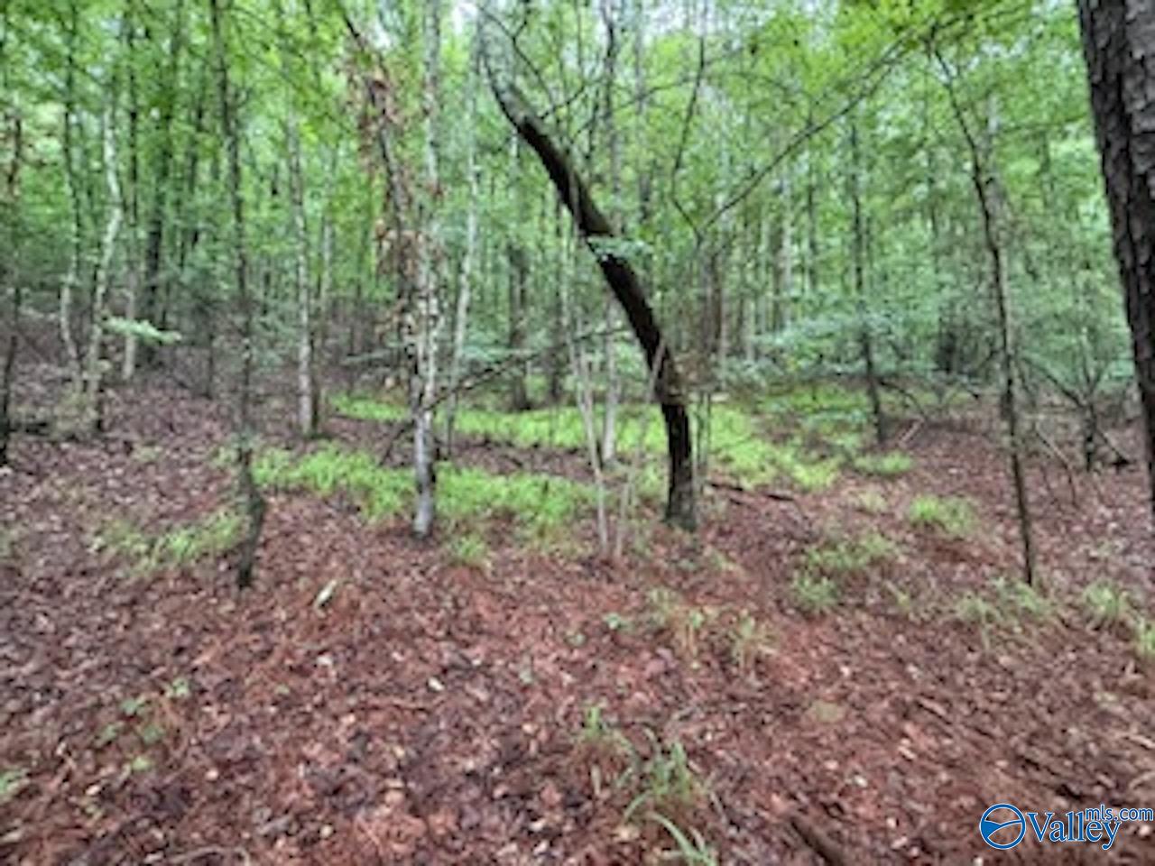 10 County Road 48, Cedar Bluff, Alabama image 13