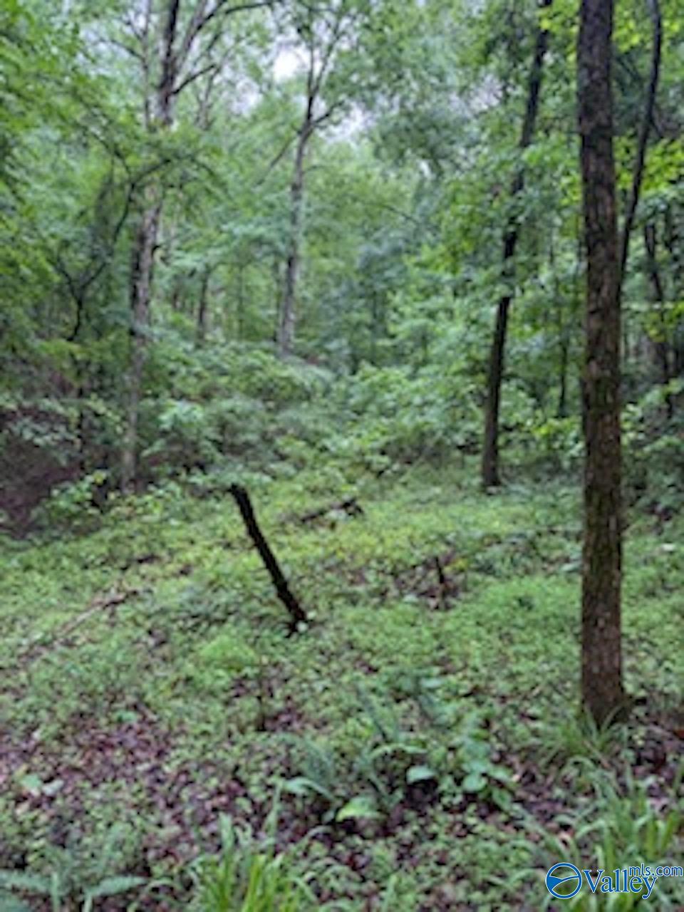 10 County Road 48, Cedar Bluff, Alabama image 7
