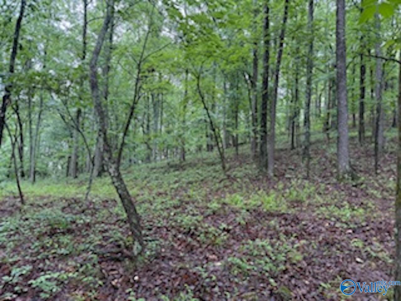 10 County Road 48, Cedar Bluff, Alabama image 3