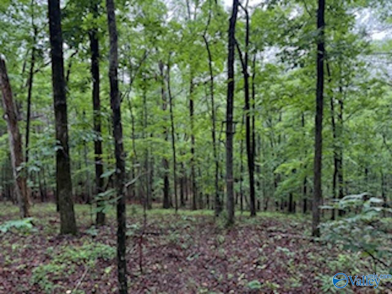 10 County Road 48, Cedar Bluff, Alabama image 2