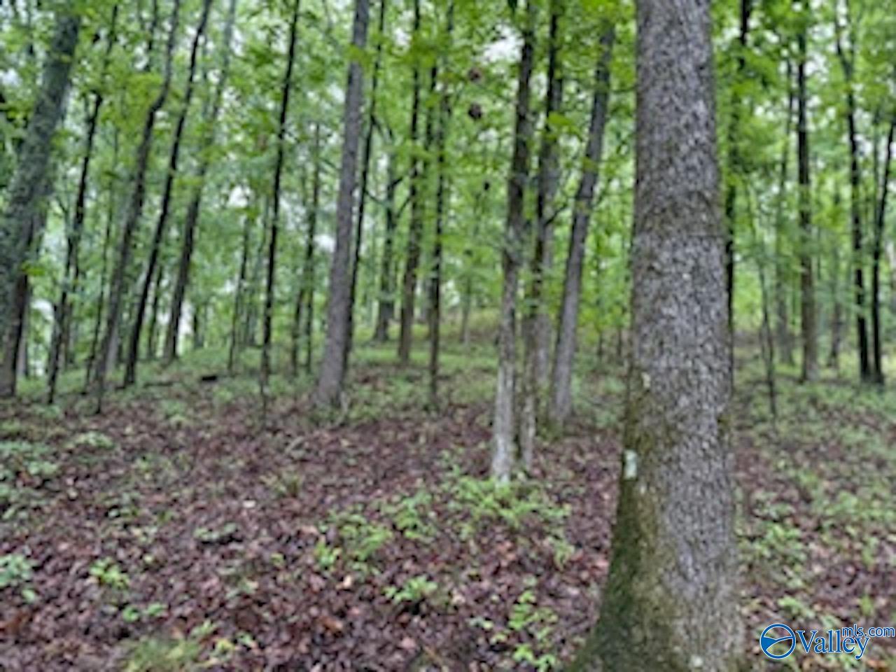 10 County Road 48, Cedar Bluff, Alabama image 4
