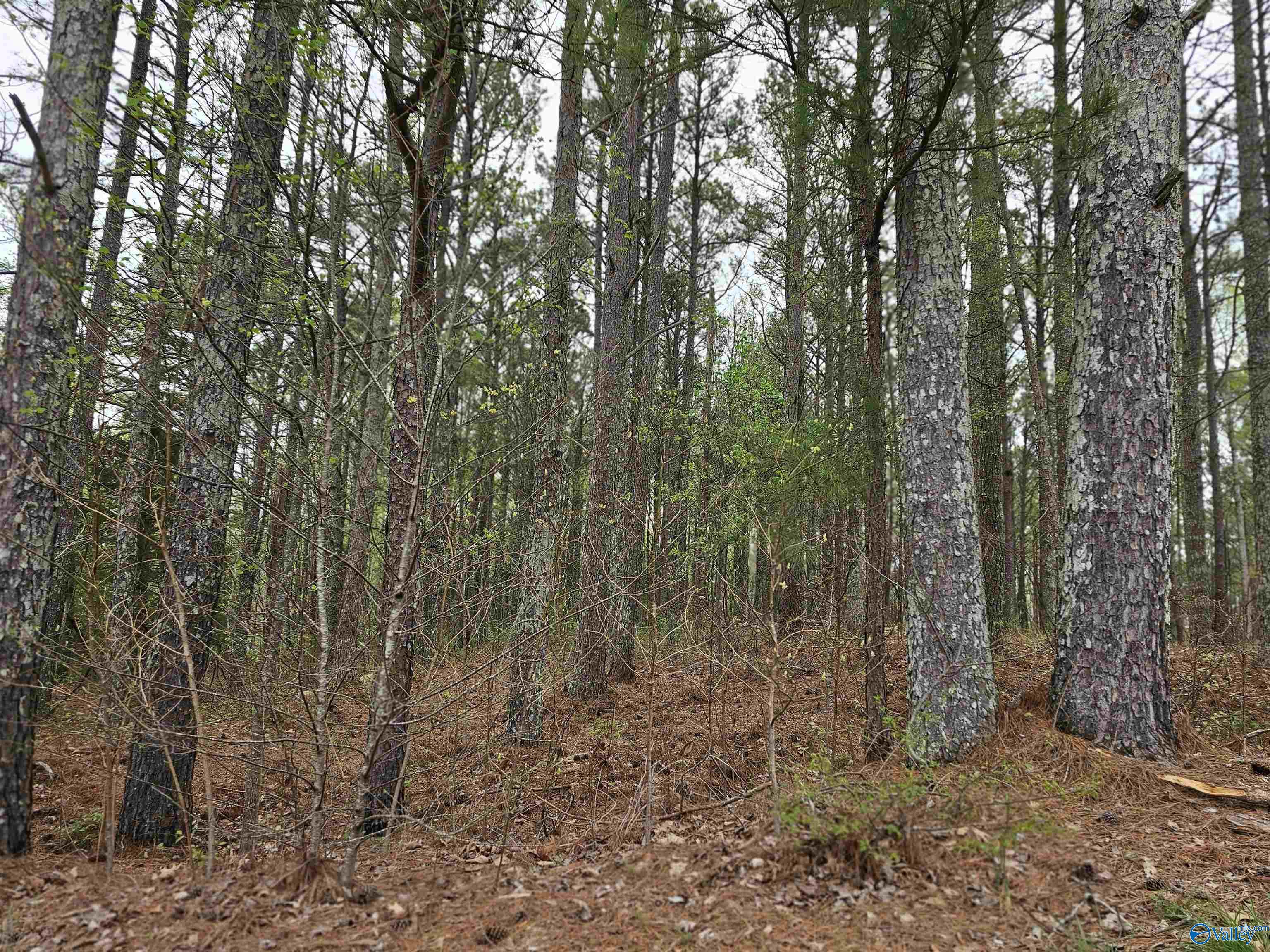 1.12+/- Acres 0 Scenic Drive, Section, Alabama image 38