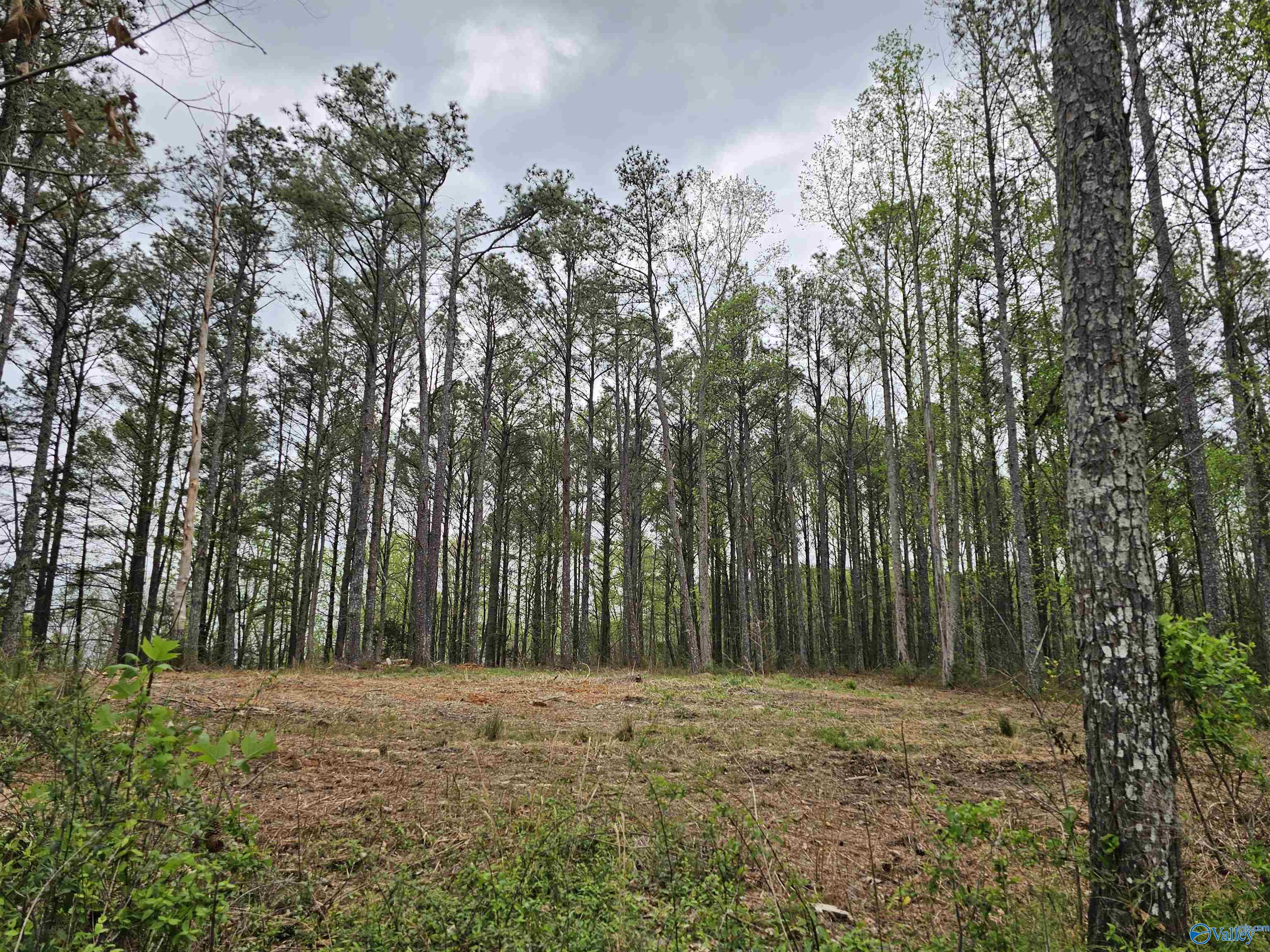 1.12+/- Acres 0 Scenic Drive, Section, Alabama image 40