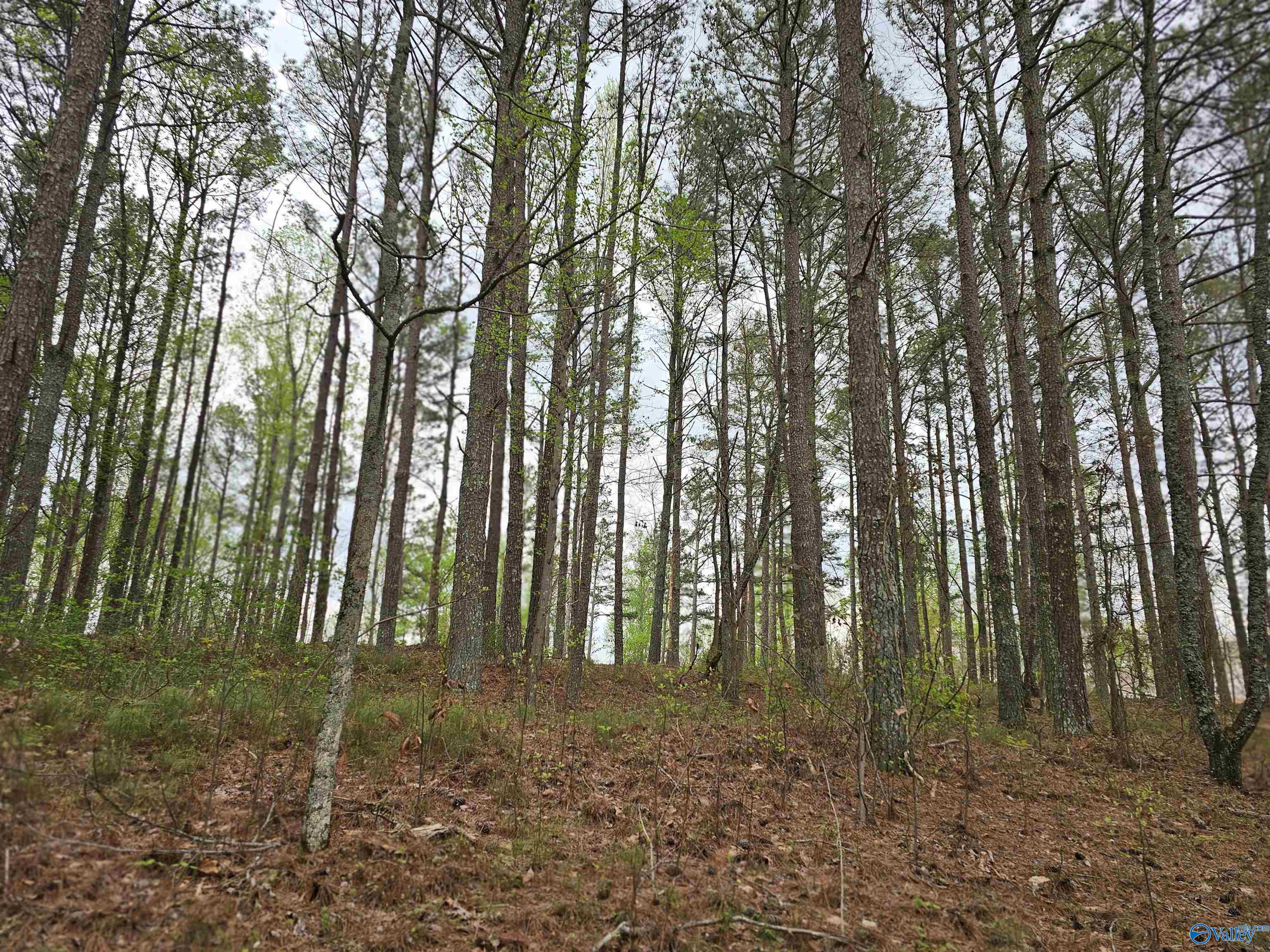 1.12+/- Acres 0 Scenic Drive, Section, Alabama image 18