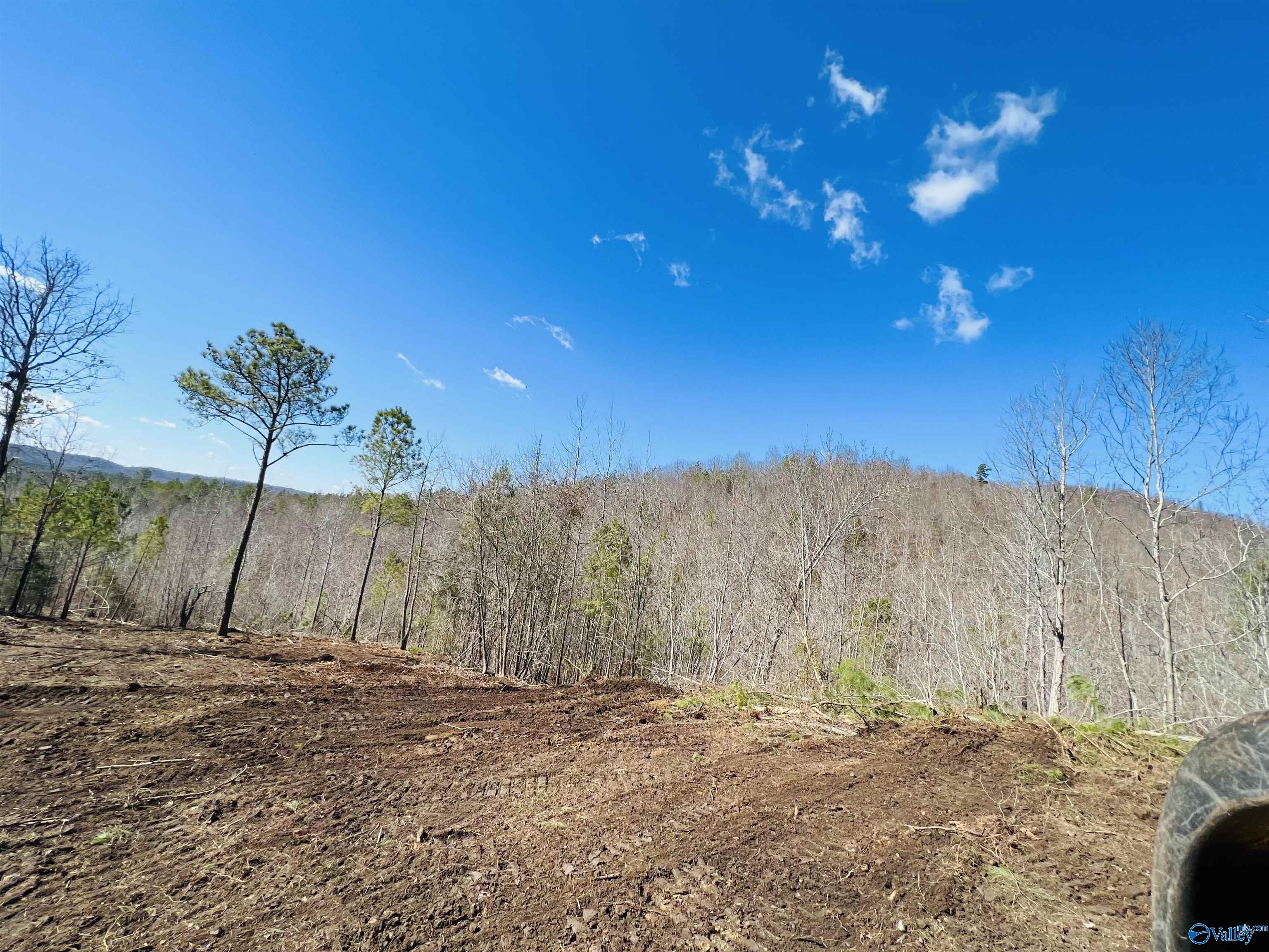 170 Acres County Road 21, Ashville, Alabama image 4