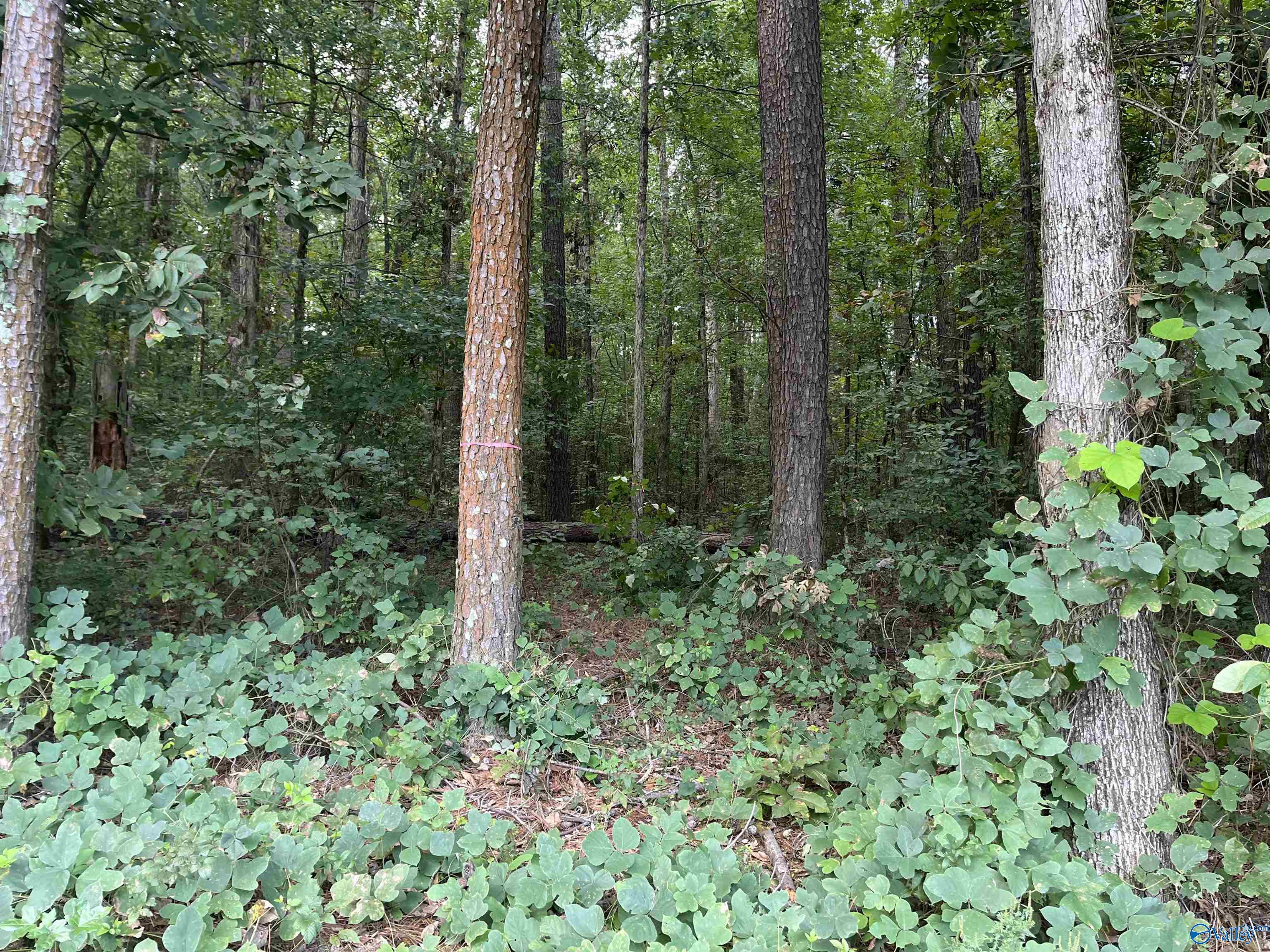 509 Austinville Flint Road, Decatur, Alabama image 8