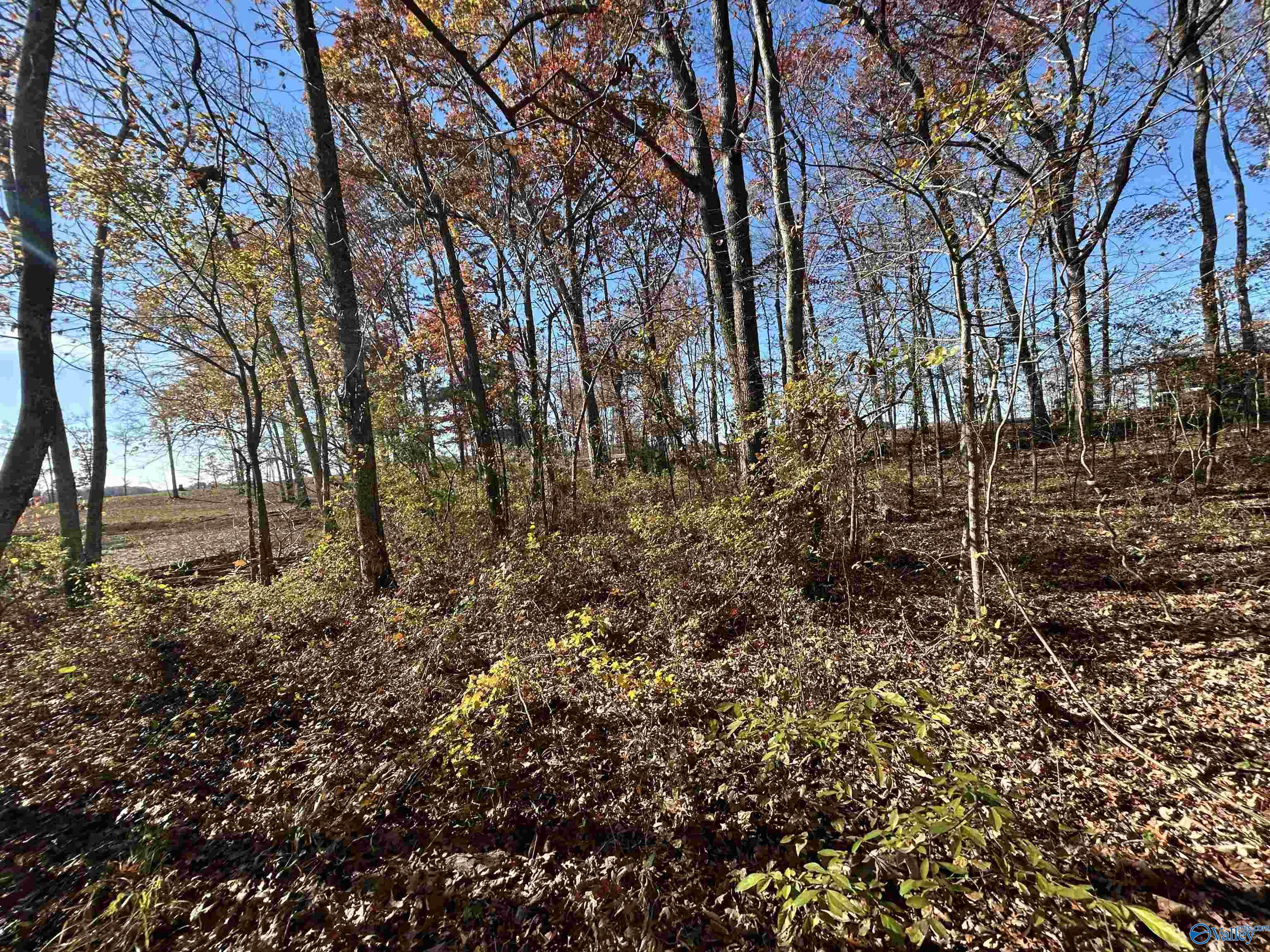 Lot 13-A County Road 671, Cedar Bluff, Alabama image 6