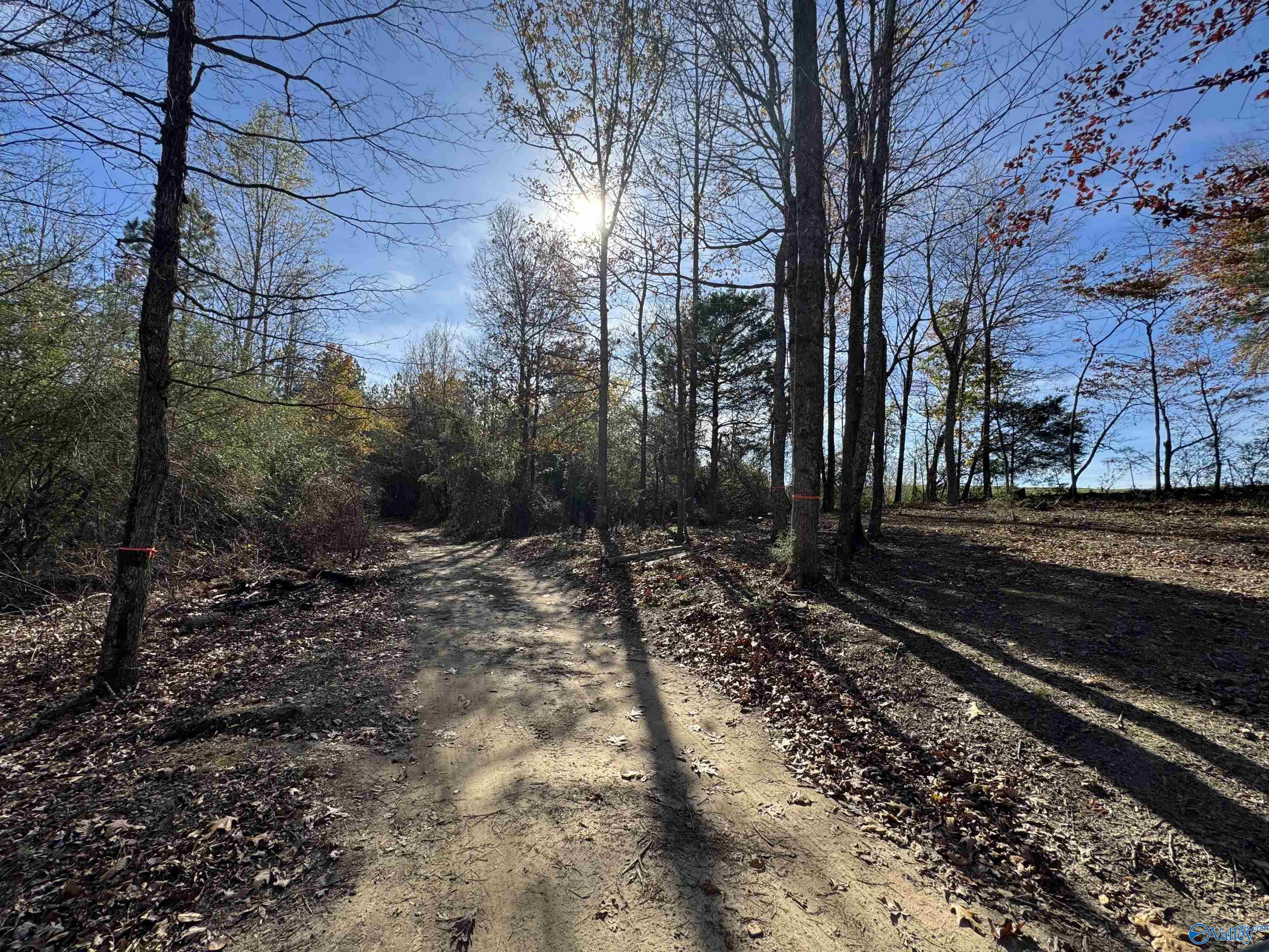 8.02 Acres County Road 361, Pisgah, Alabama image 9