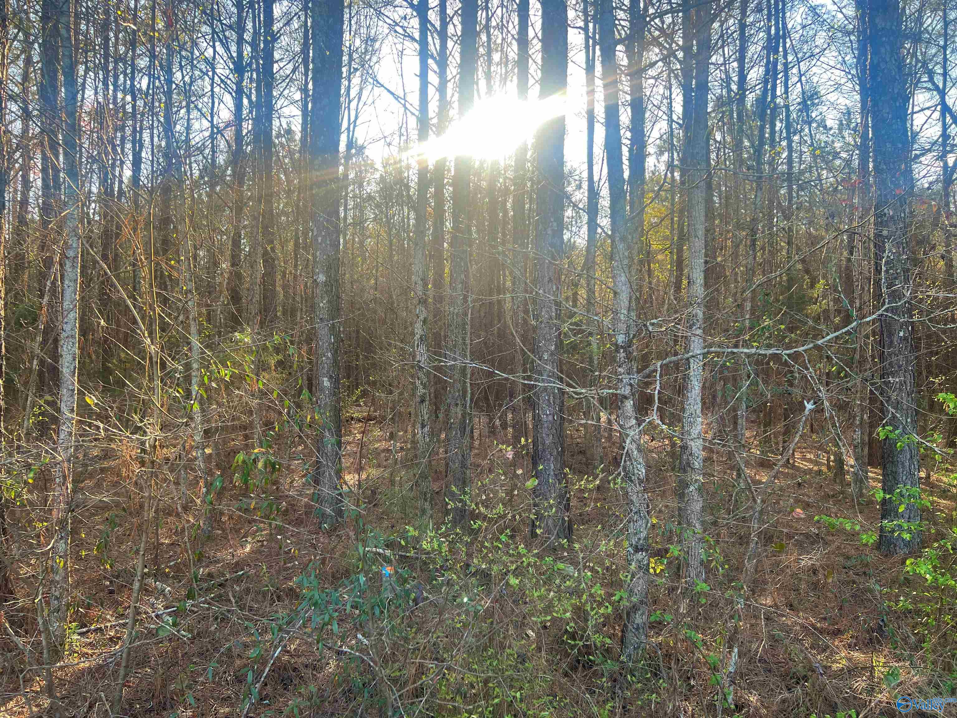 Lot 4 Summer Breeze Drive, Cedar Bluff, Alabama image 1