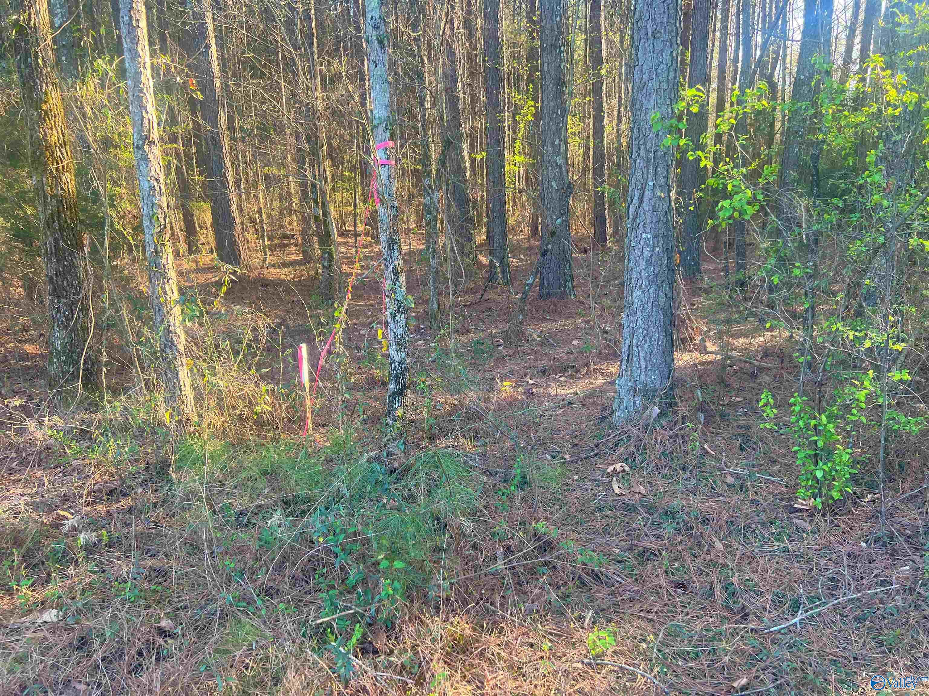 Lot 4 Summer Breeze Drive, Cedar Bluff, Alabama image 2