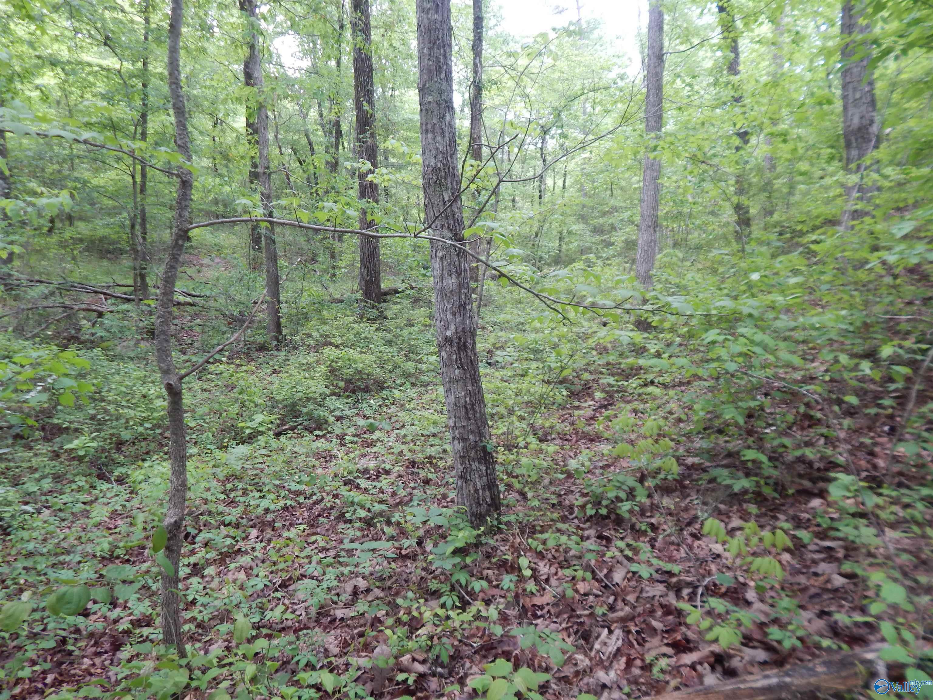 .3 Acres Alpine Circle, Odenville, Alabama image 6