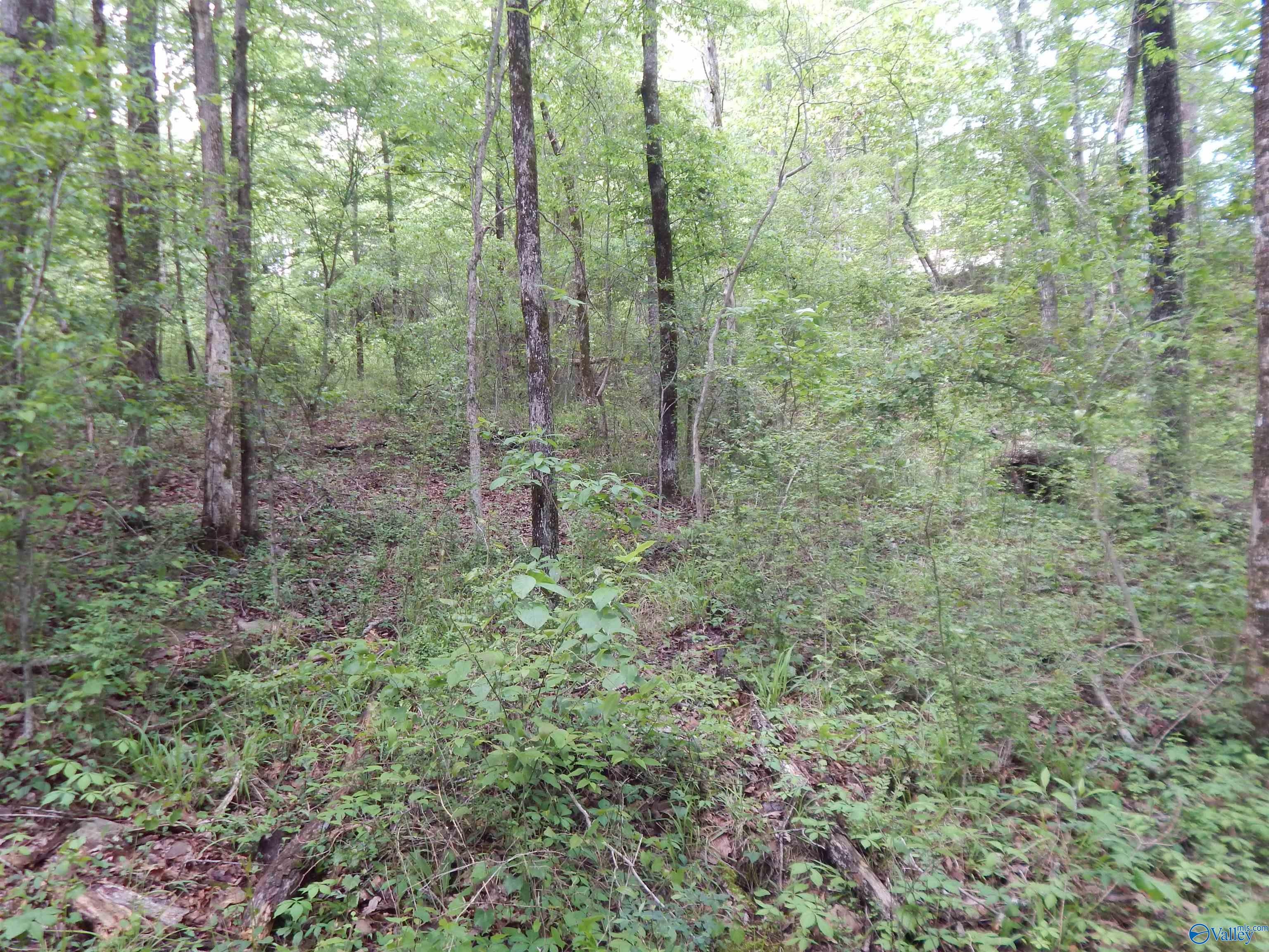 .3 Acres Alpine Circle, Odenville, Alabama image 9