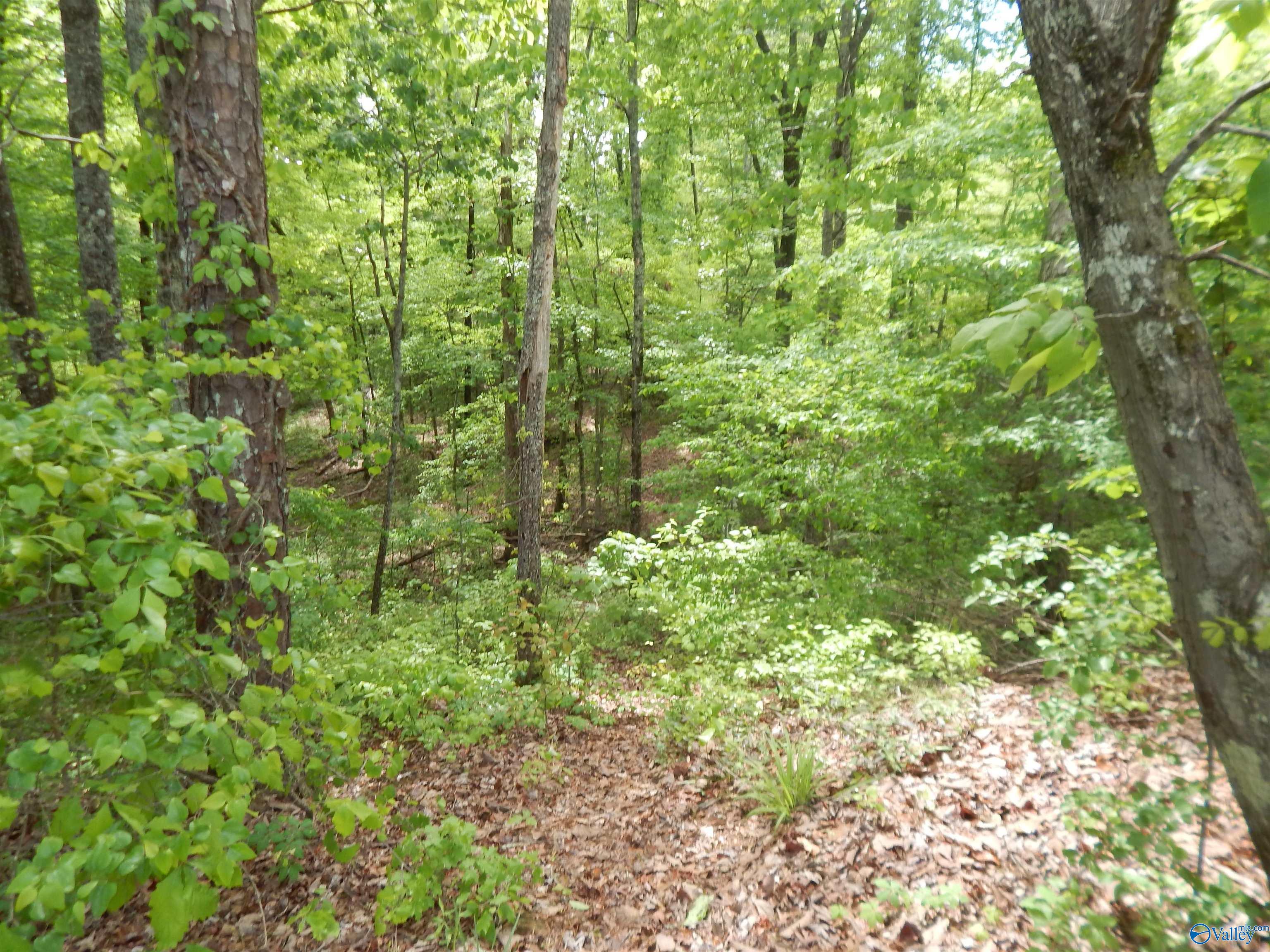 .3 Acres Alpine Circle, Odenville, Alabama image 5