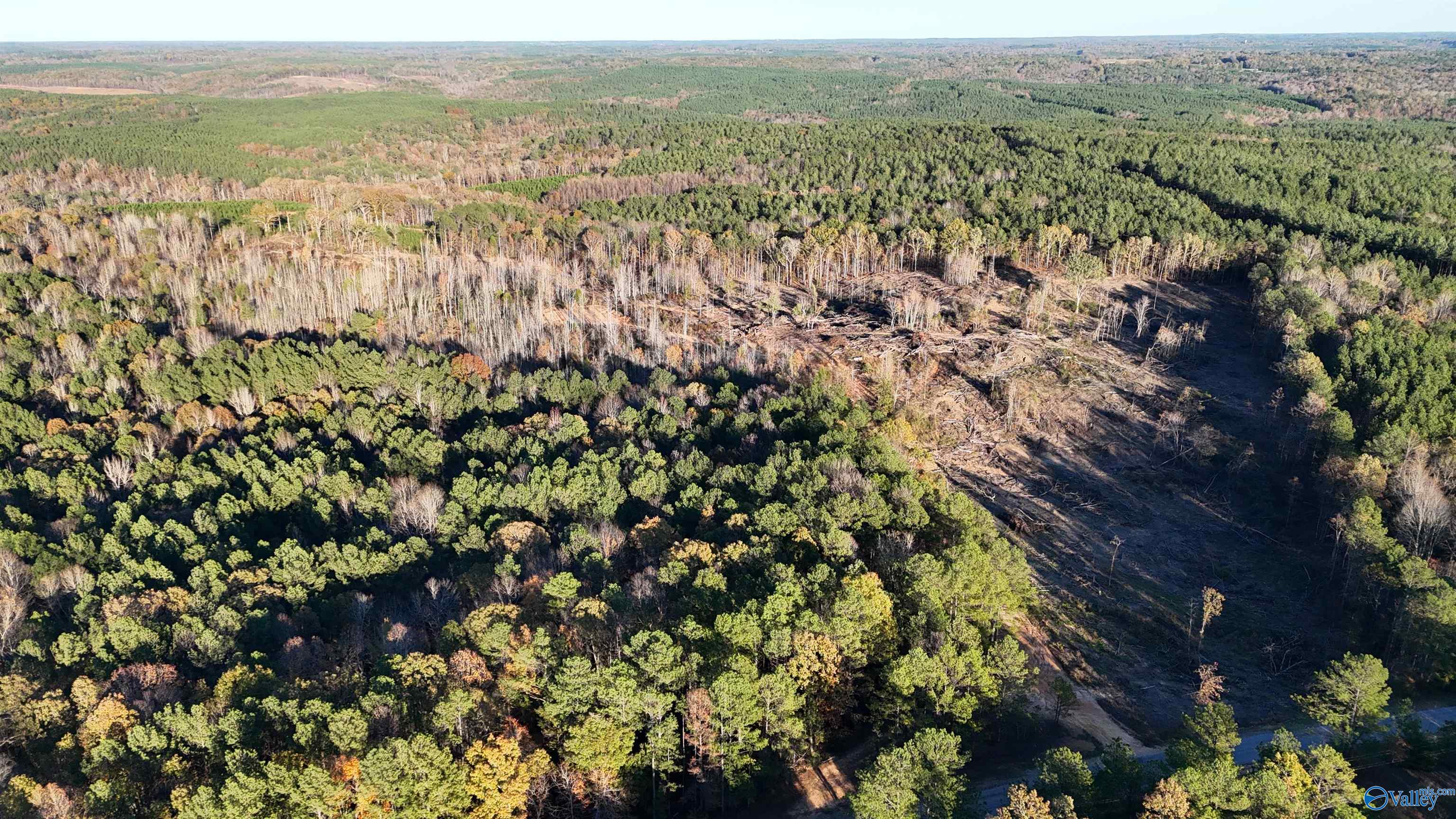 36 Acres Old Fred Williams Road, Hamilton, Alabama image 4