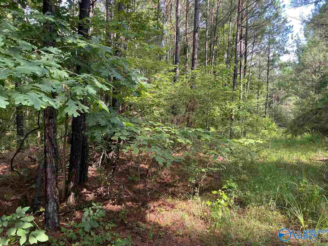 119 ACRES Sandoak Road, Hamilton, Alabama image 1