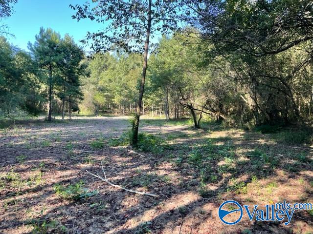 Lot 1 7.5+/-ac Old Union Road, Grant, Alabama image 11