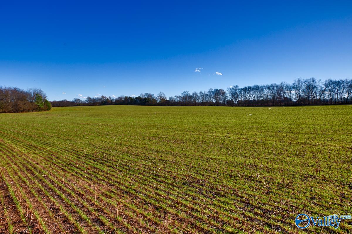 237 Acres Narrow Lane, New Market, Alabama image 9