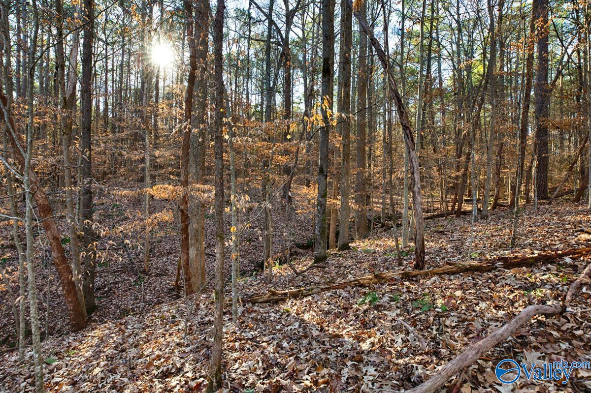 237 Acres Narrow Lane, New Market, Alabama image 18