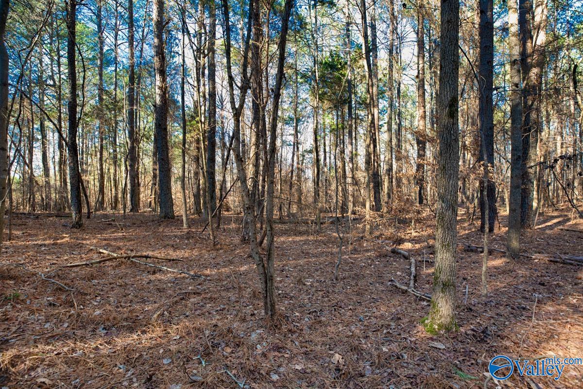 237 Acres Narrow Lane, New Market, Alabama image 15