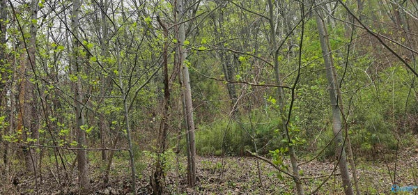 NORMAN DR, ATTALLA, AL 35954 - Image 84bf9fc418cf4e1be87e421d1f75e506/1839643528