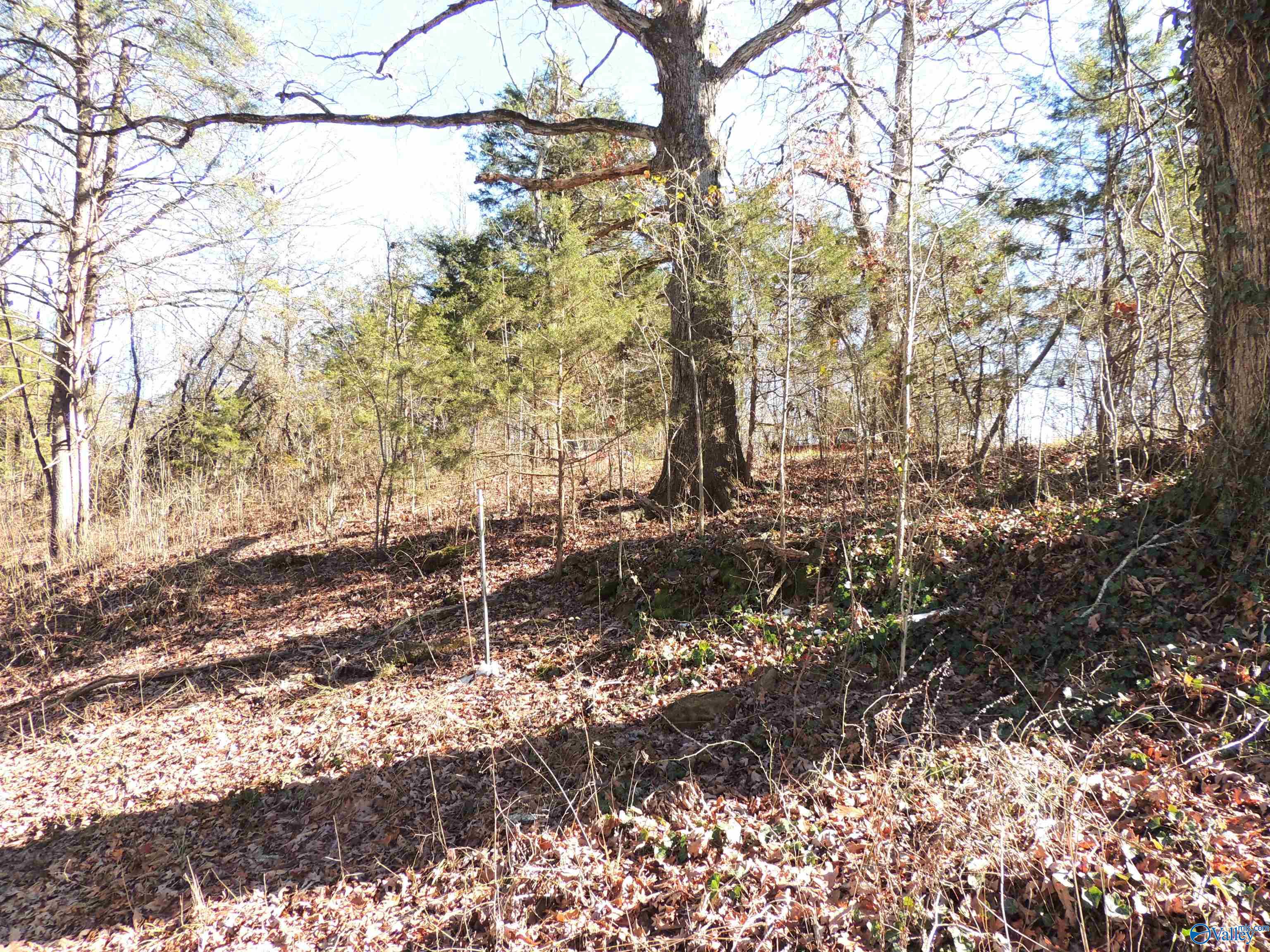 22.4 ACRES County Road 9, Moulton, Alabama image 1