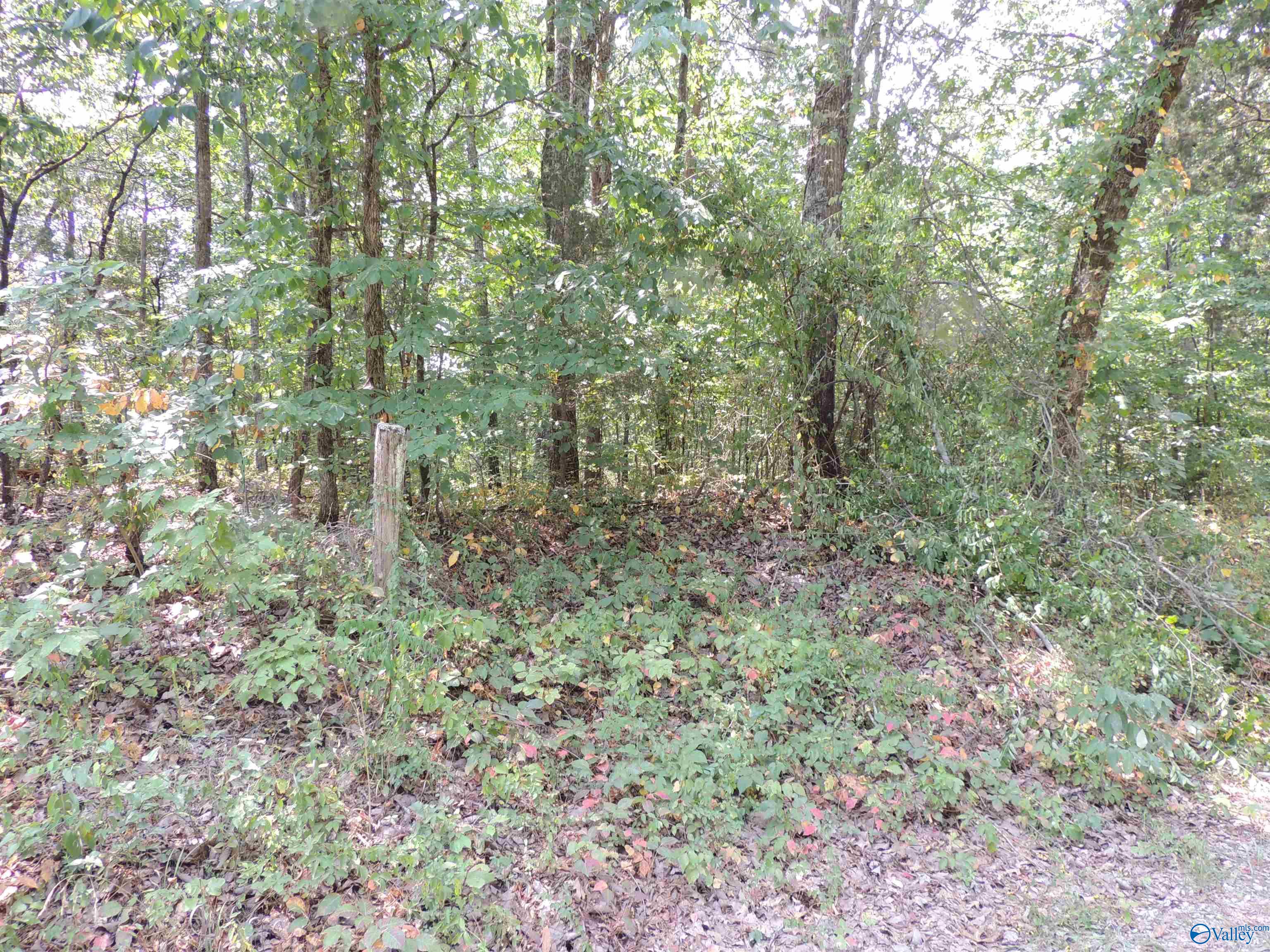 22.4 ACRES County Road 9, Moulton, Alabama image 10