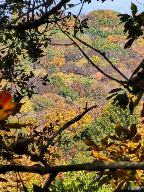 Vacant Land For Sale - 22.4 ACRES County Road 9<br/> Moulton, AL 35650