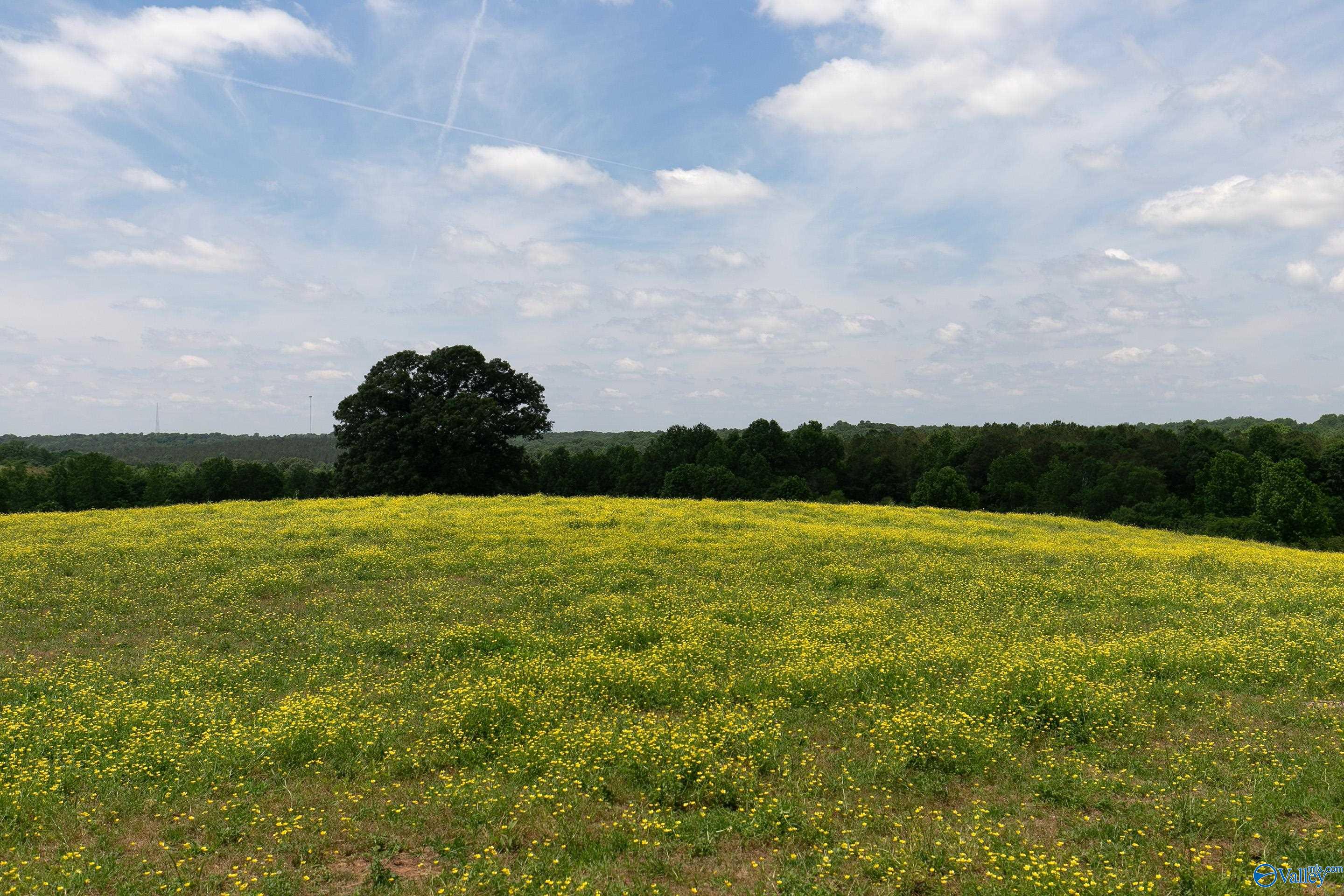 120.5 Acres County Road 974, Logan, Alabama image 14