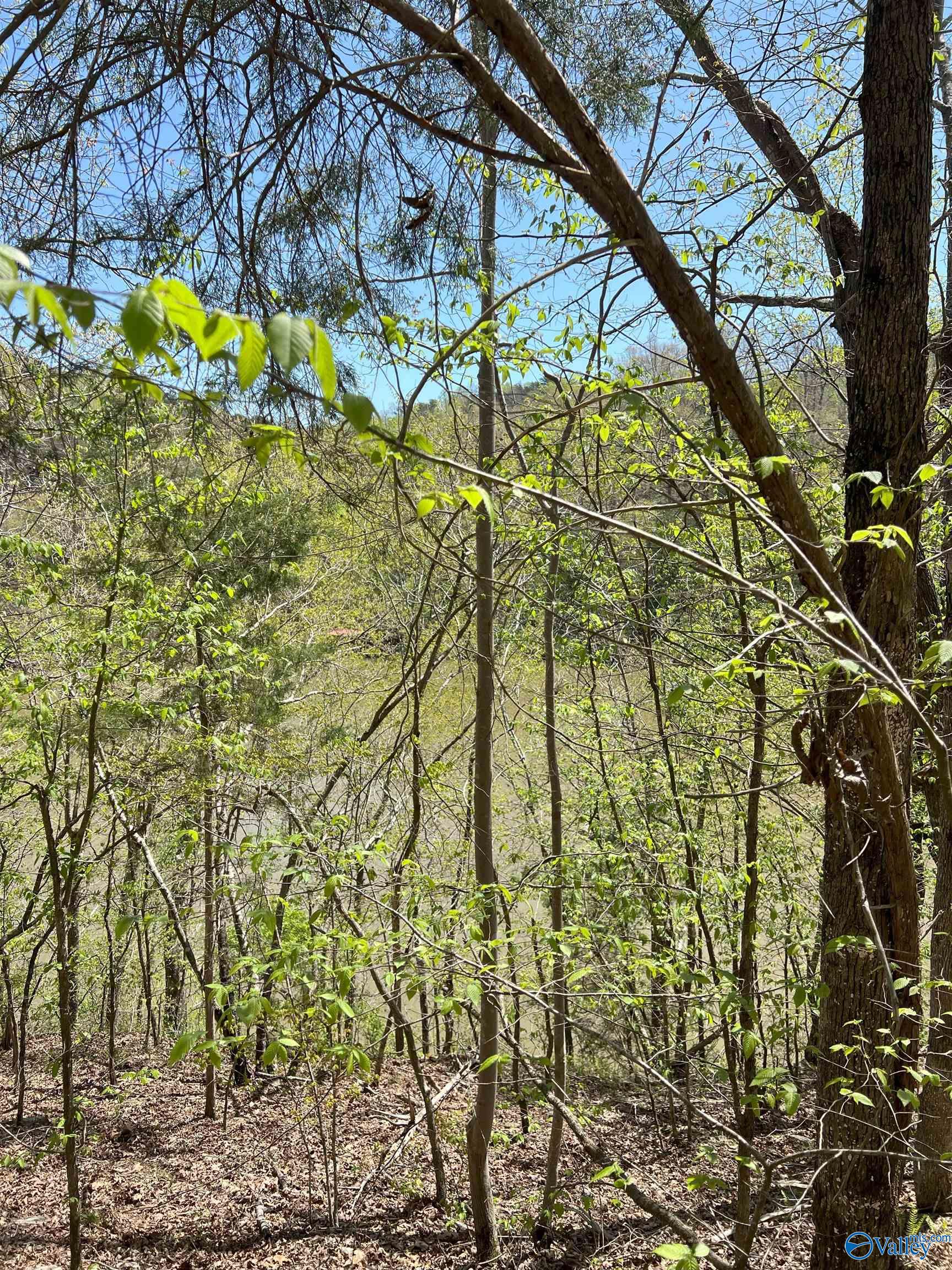 011 County Road 3782, Arley, Alabama image 13