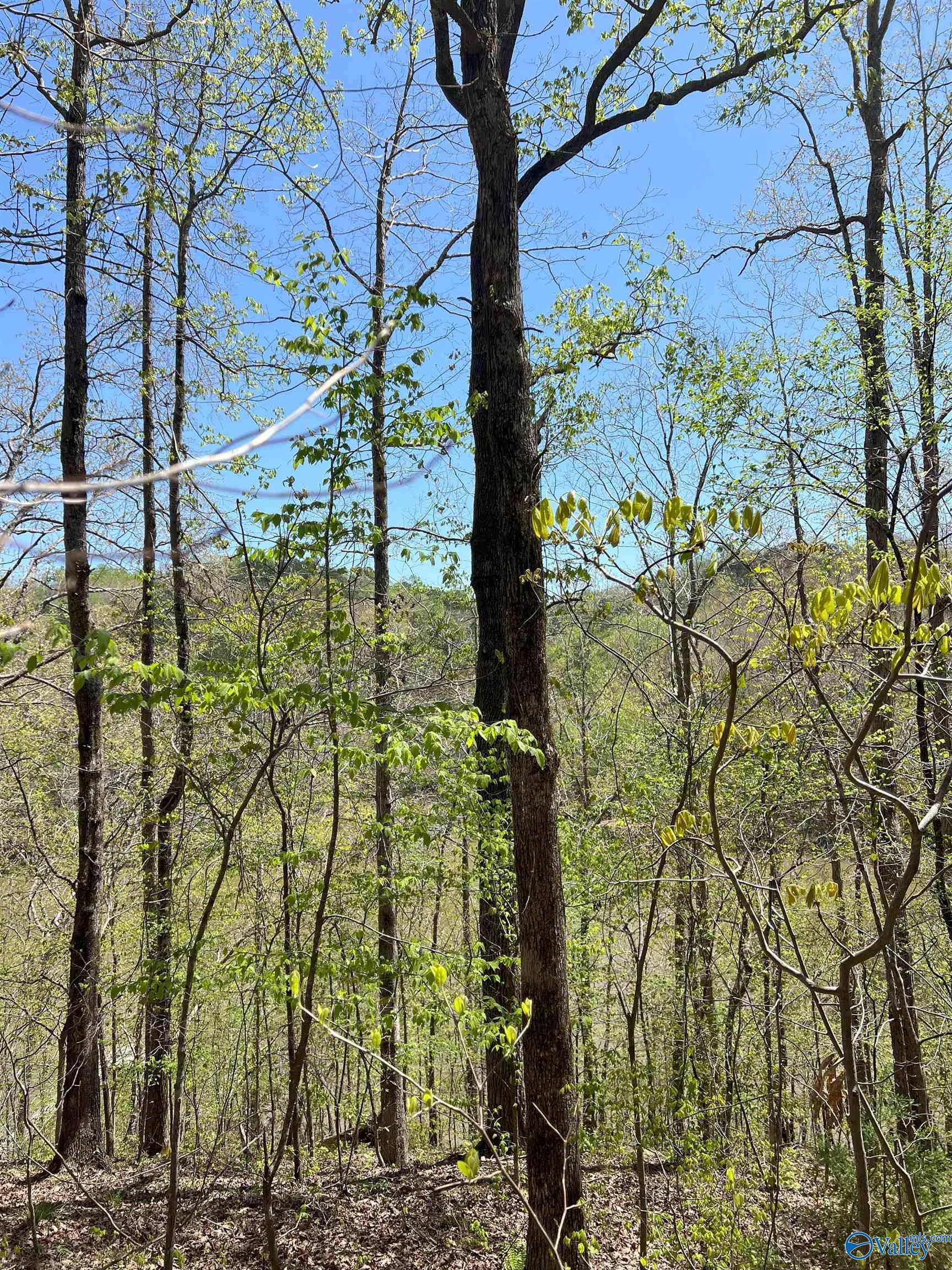 011 County Road 3782, Arley, Alabama image 7
