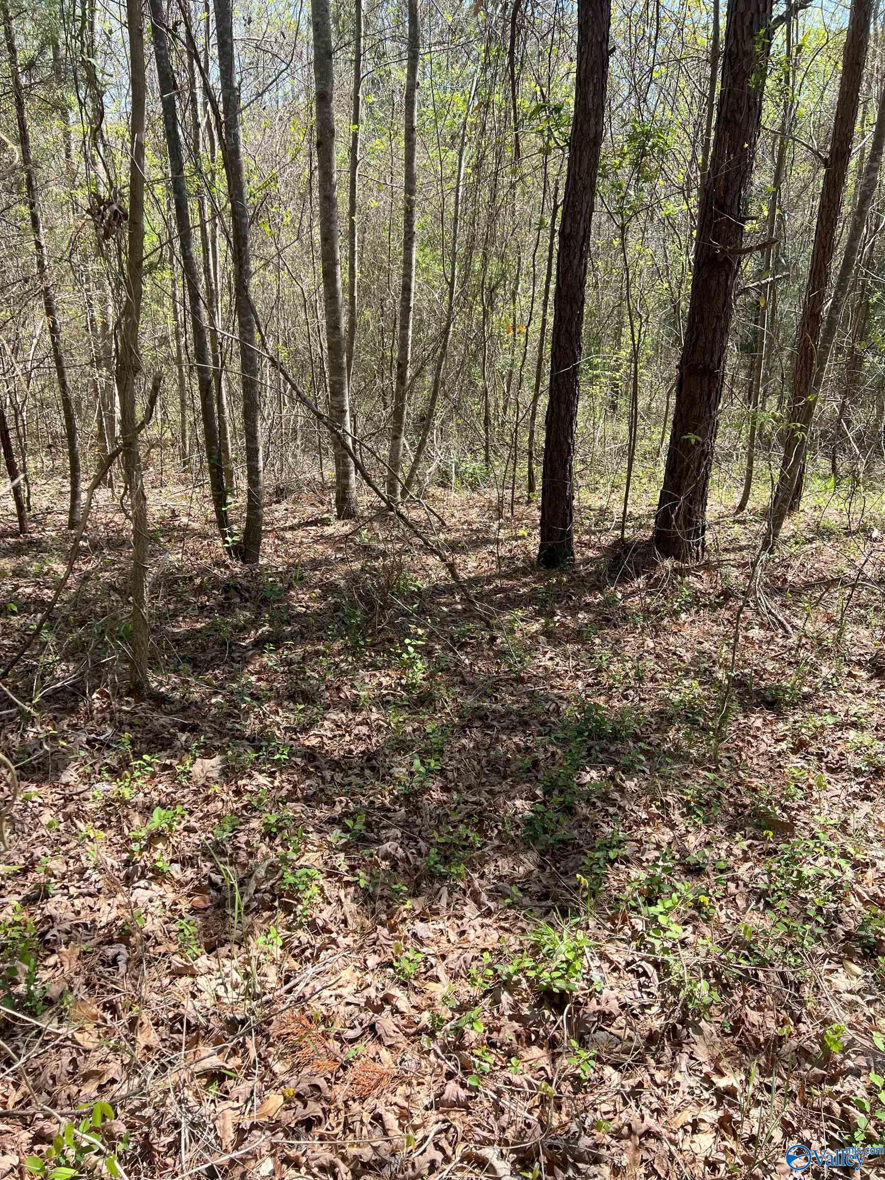 011 County Road 3782, Arley, Alabama image 8