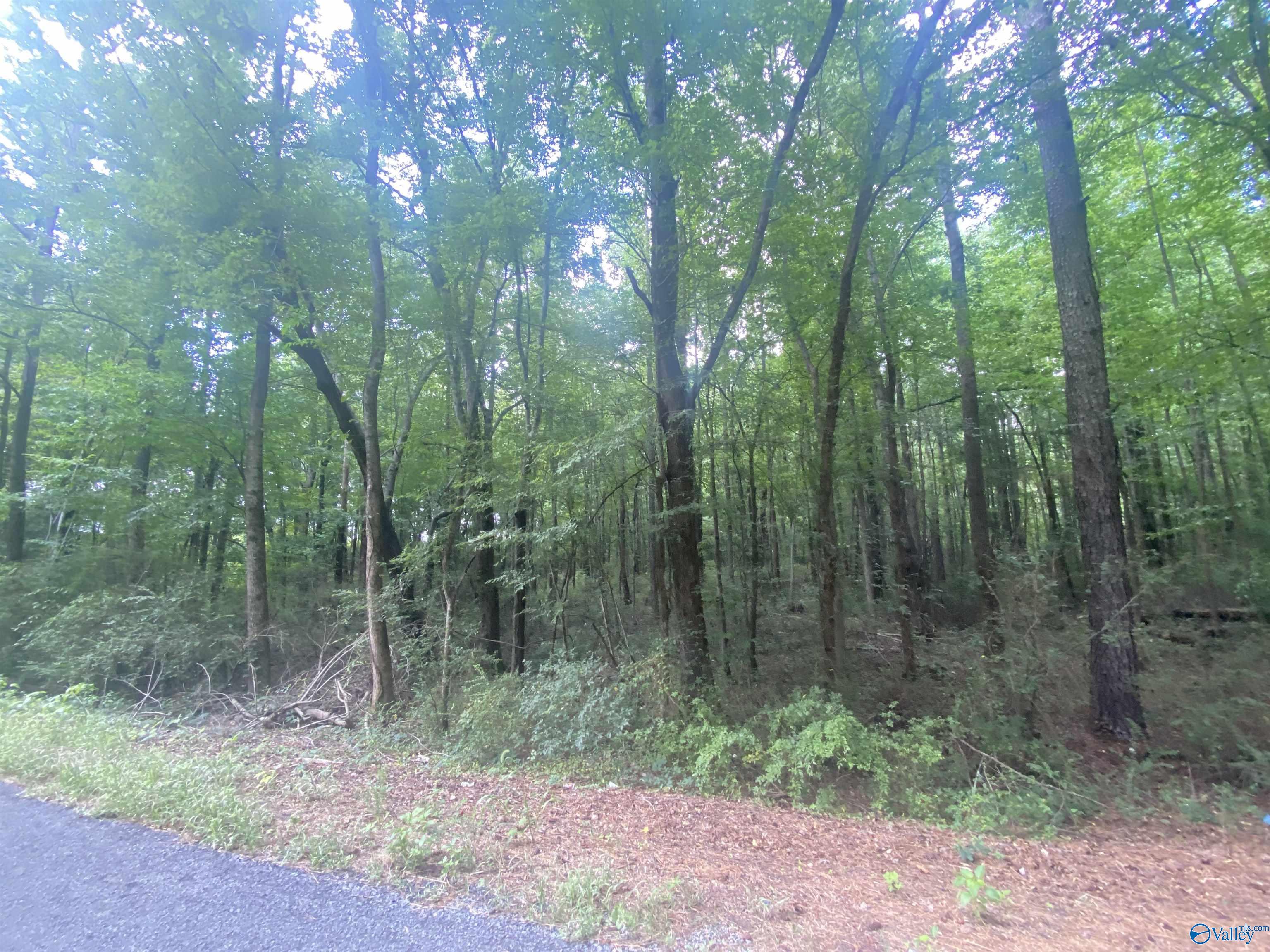 63 ACRES County Road 20, Crossville, Alabama image 3