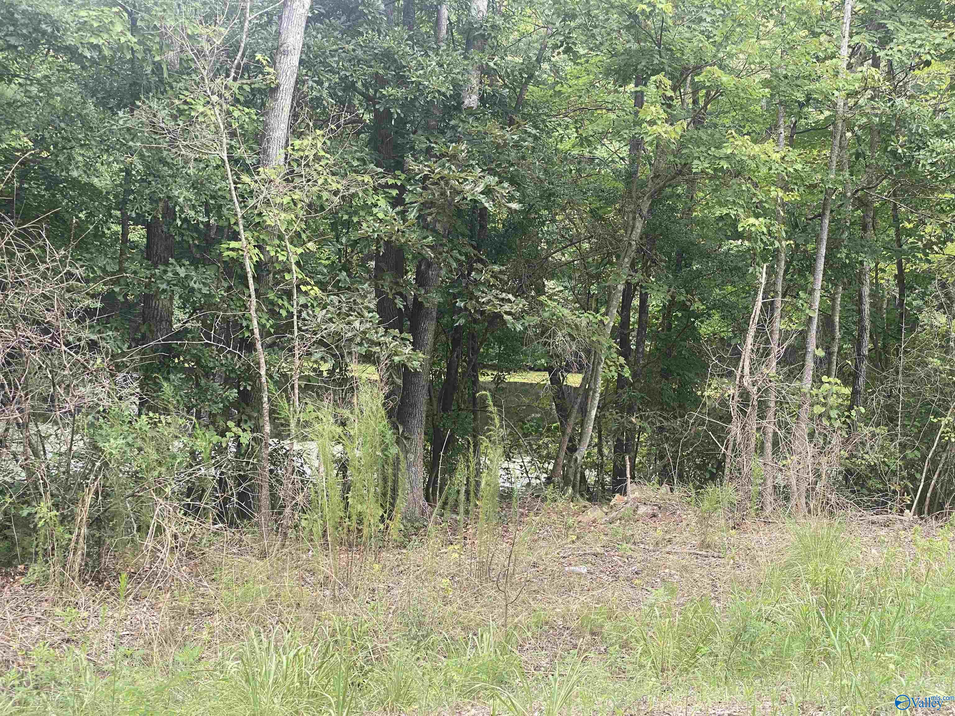 63 ACRES County Road 20, Crossville, Alabama image 2