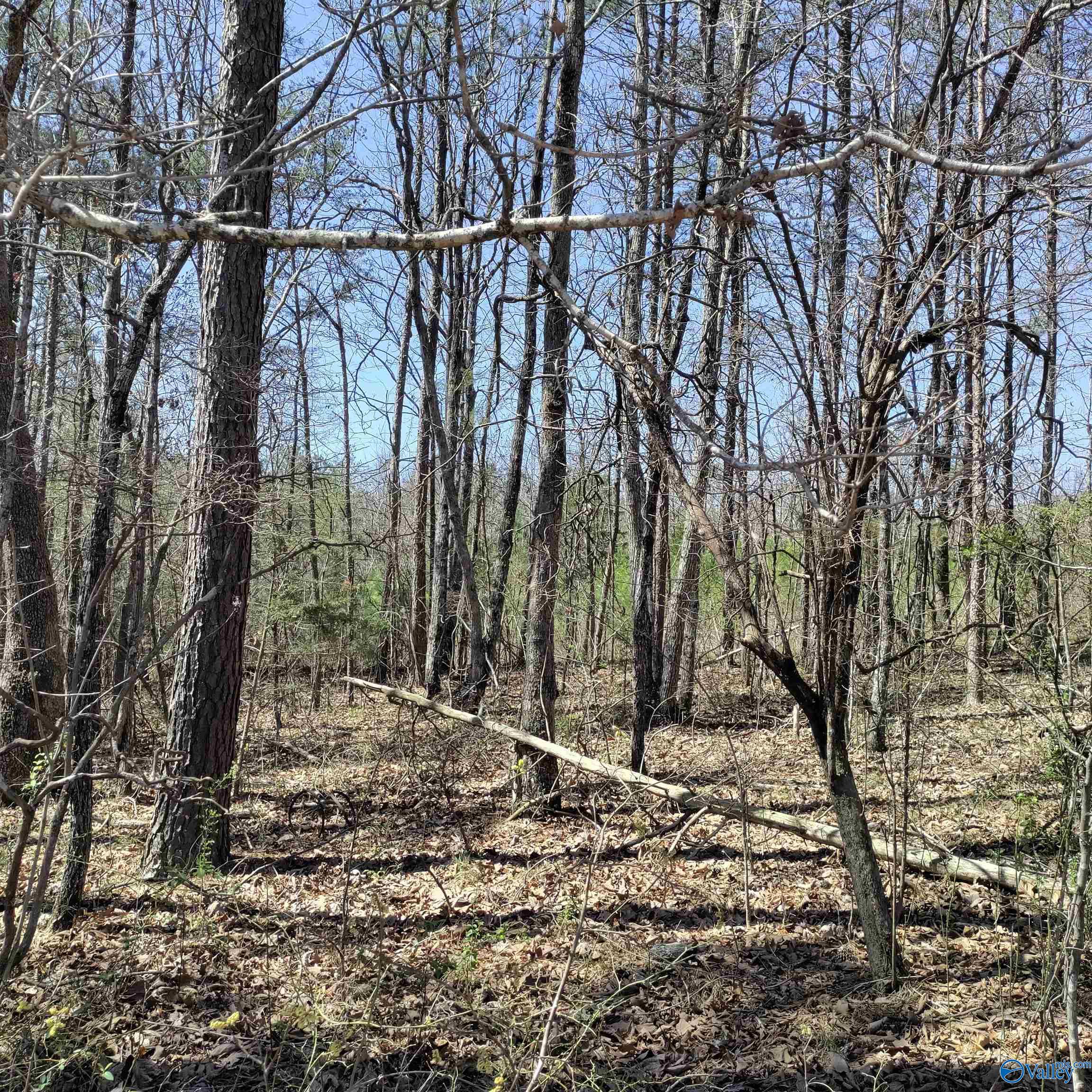 5.86 Acres Cottonwood Lane, Falkville, Alabama image 11