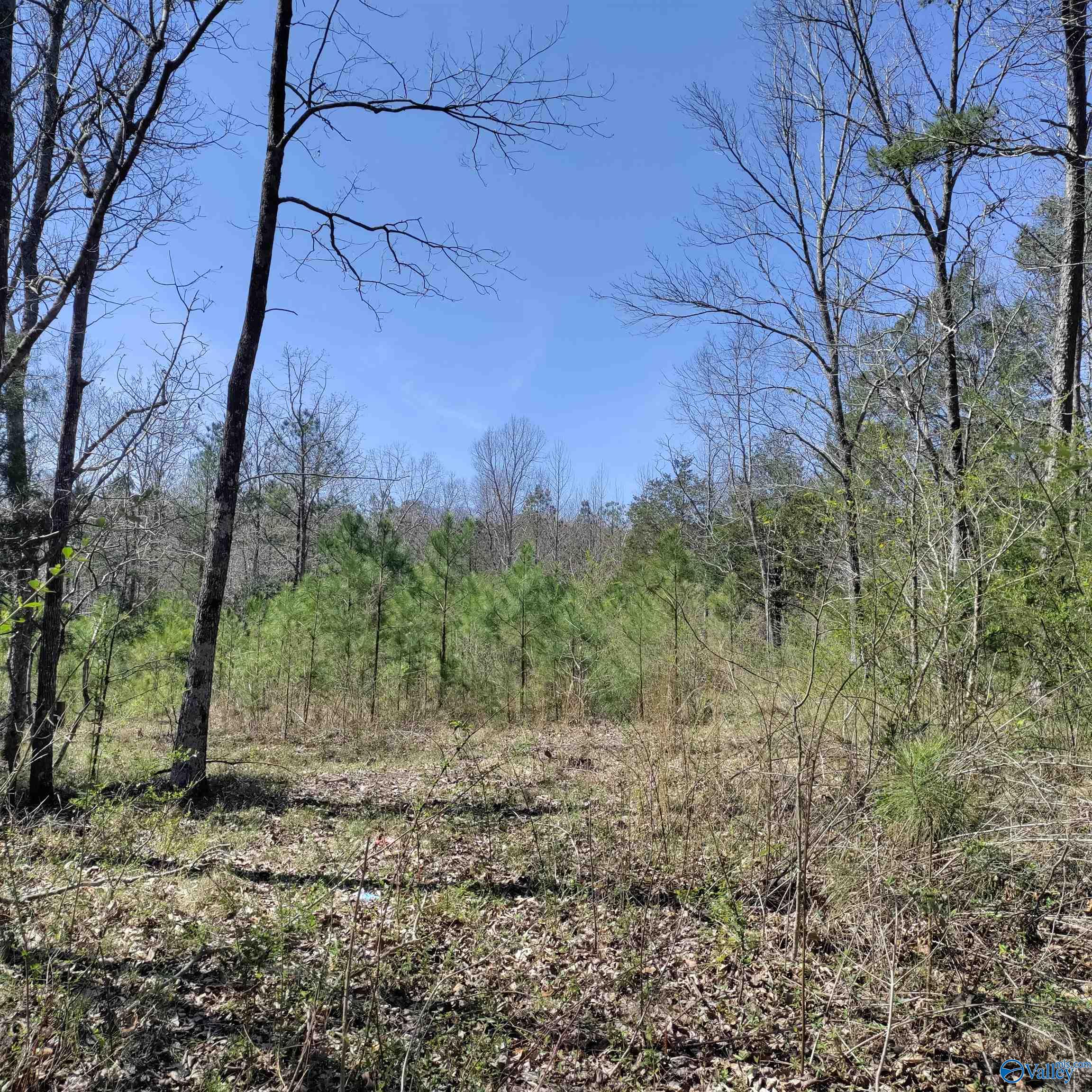 5.86 Acres Cottonwood Lane, Falkville, Alabama image 4