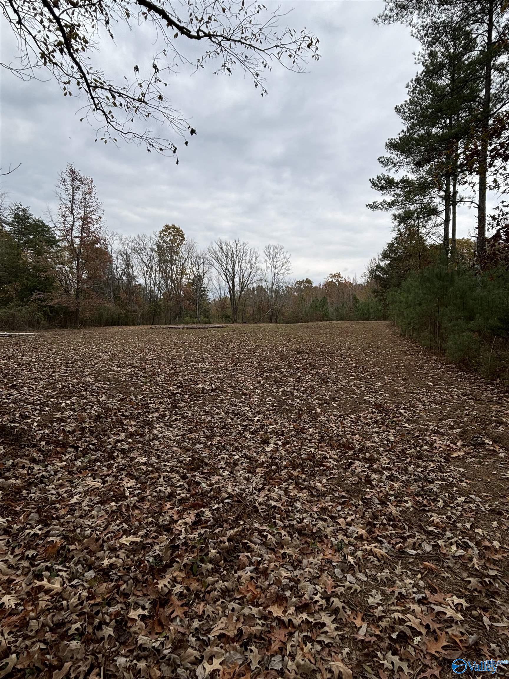 10 Acres County Road 59, Moulton, Alabama image 4