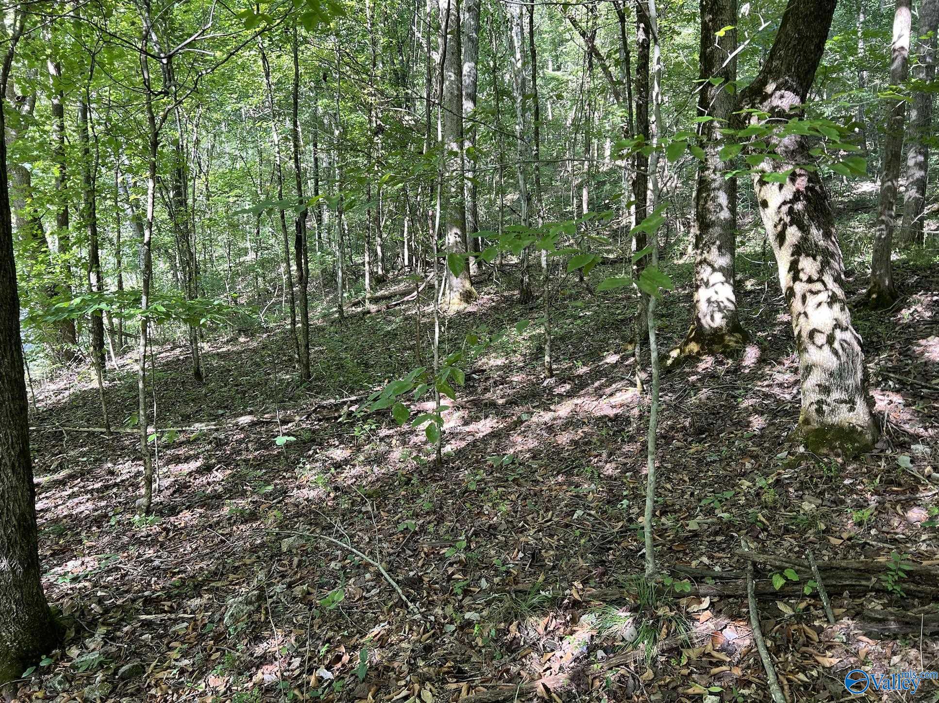 002 And 003 Chapman Hollow Road, Elkmont, Alabama image 9