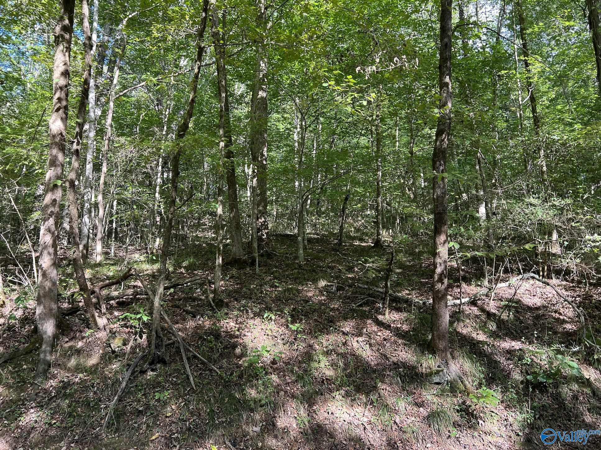 002 And 003 Chapman Hollow Road, Elkmont, Alabama image 6