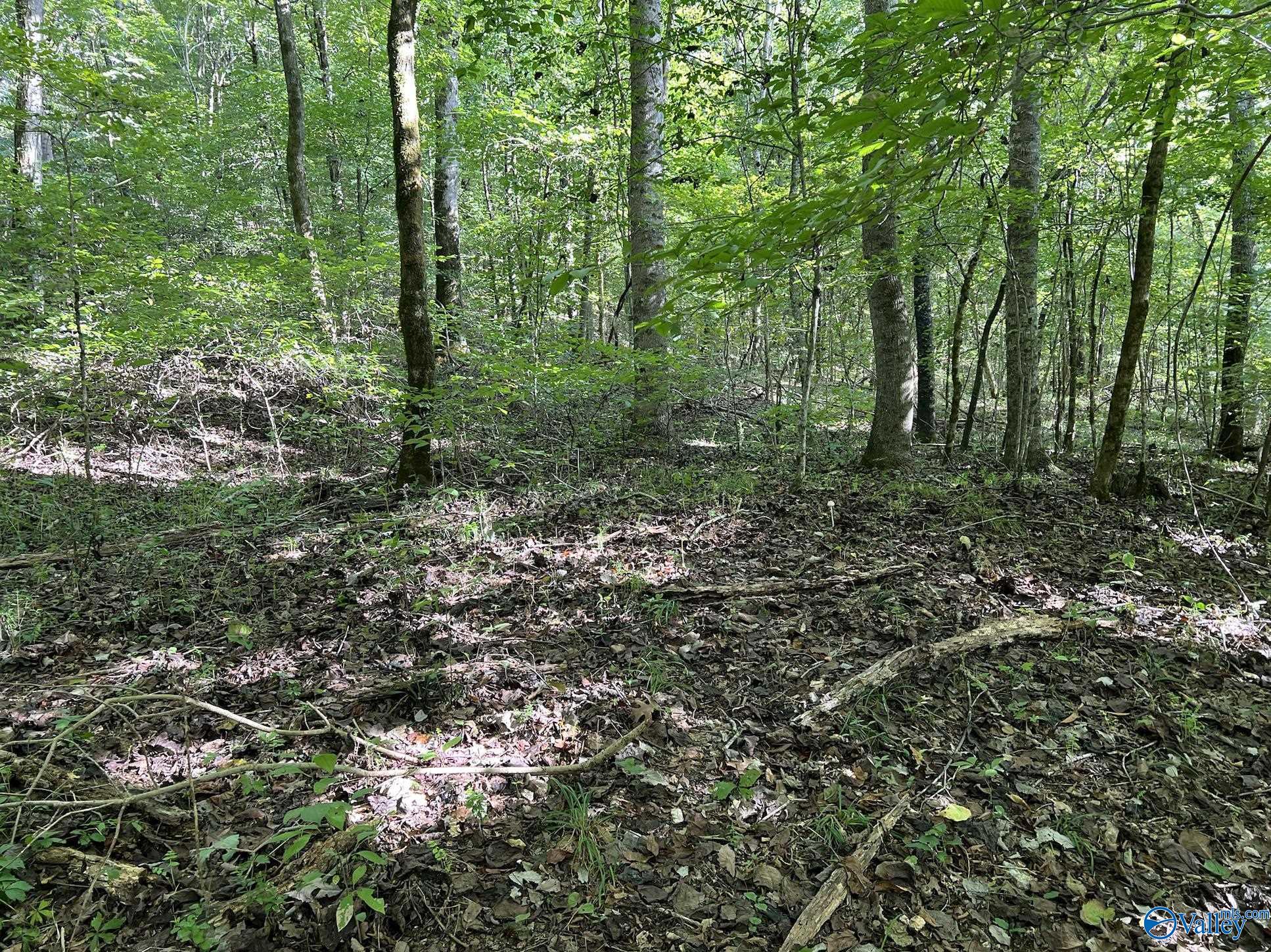 002 And 003 Chapman Hollow Road, Elkmont, Alabama image 10