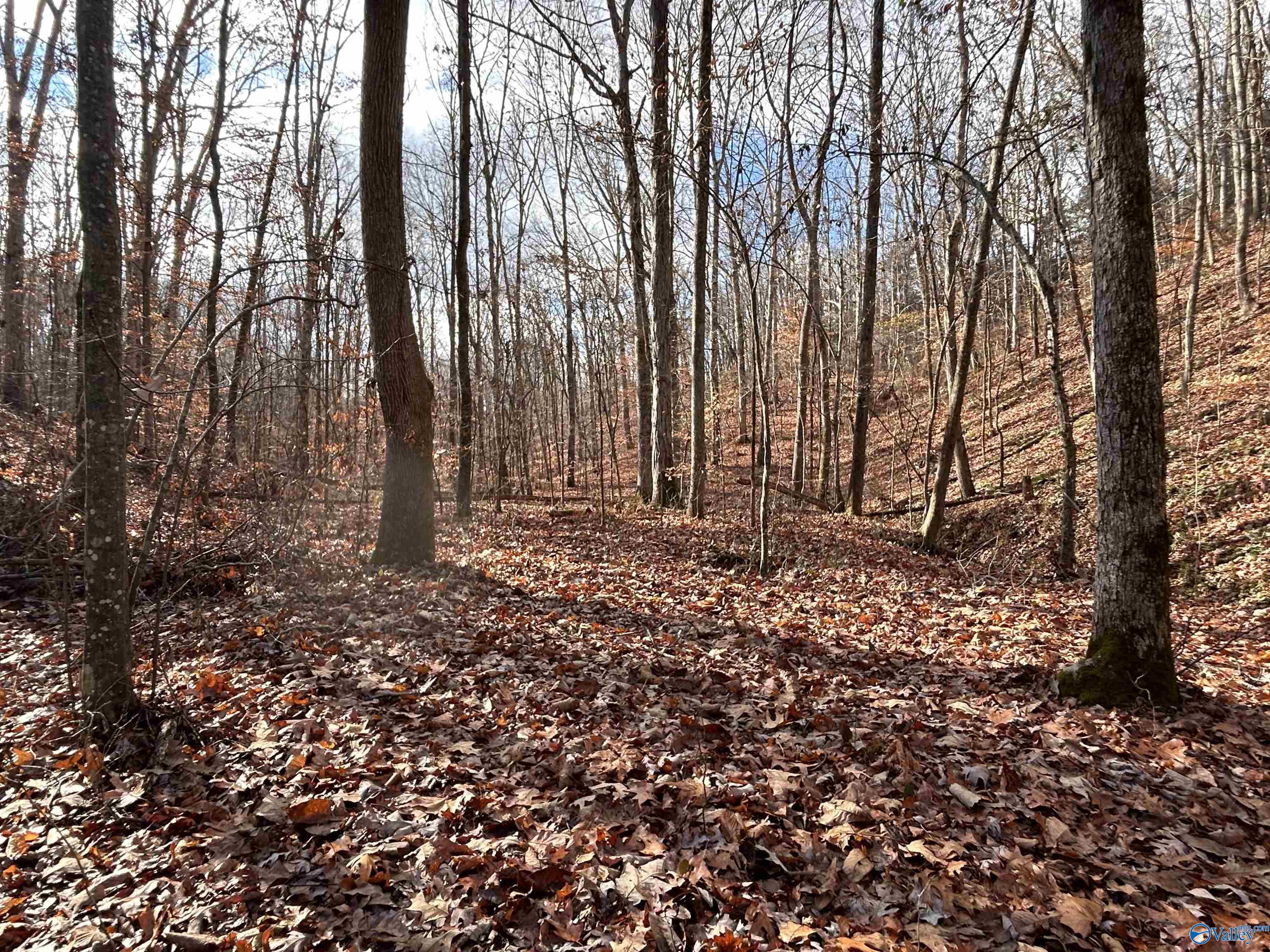 10 AC Pennywinkle Creek Lane, Cherokee, Alabama image 1