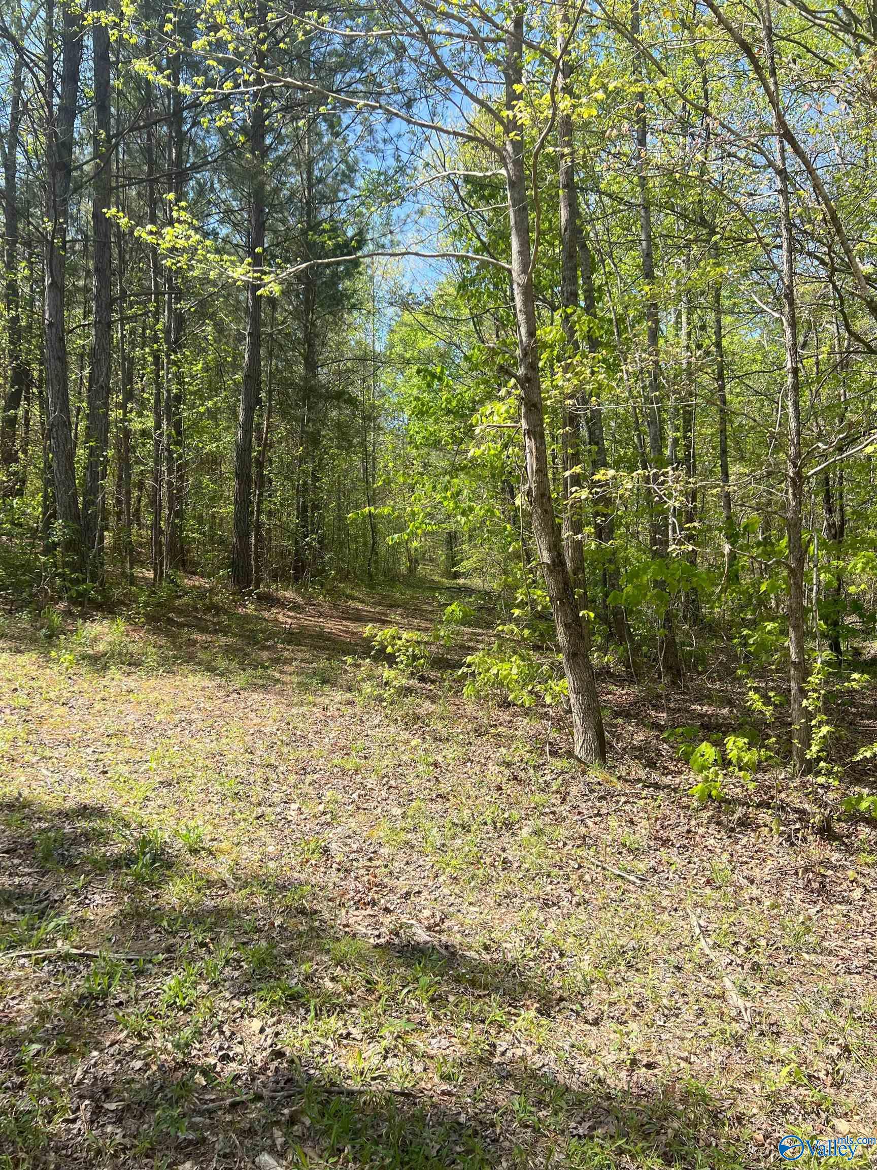 001 County Road 84, Danville, Alabama image 10