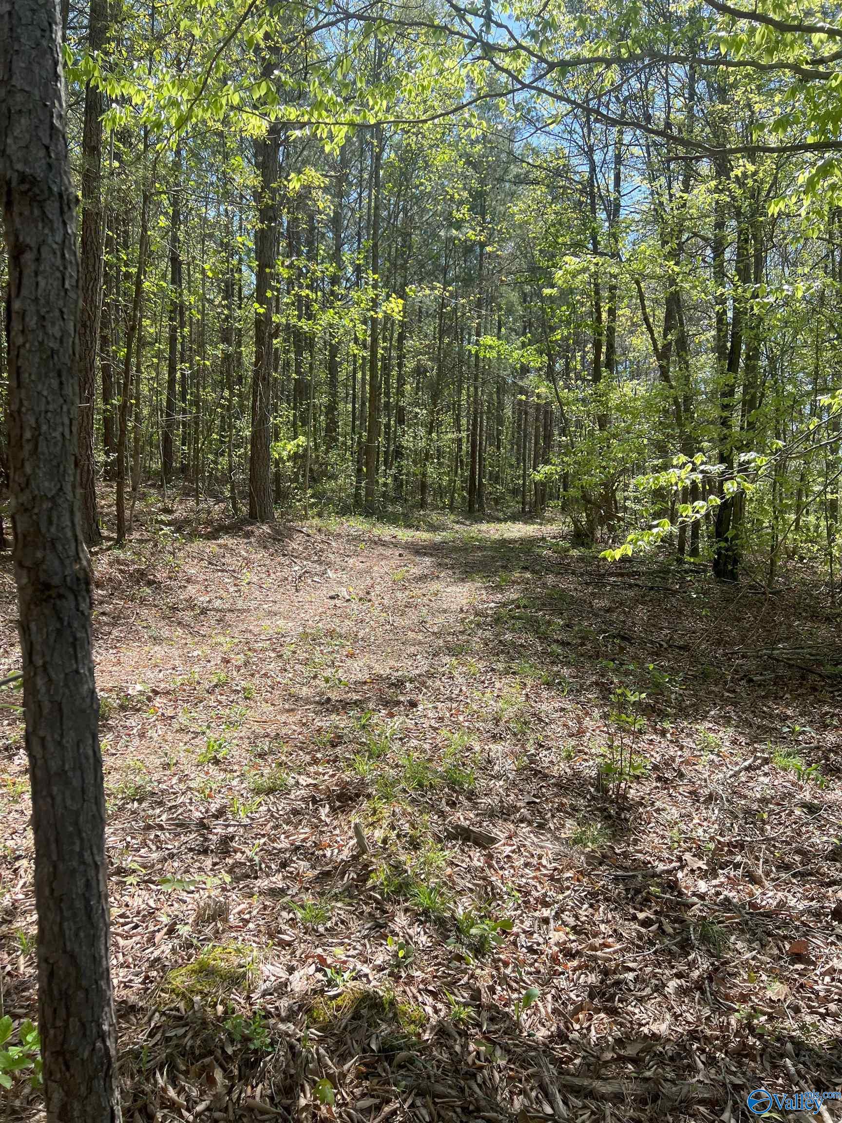 001 County Road 84, Danville, Alabama image 8