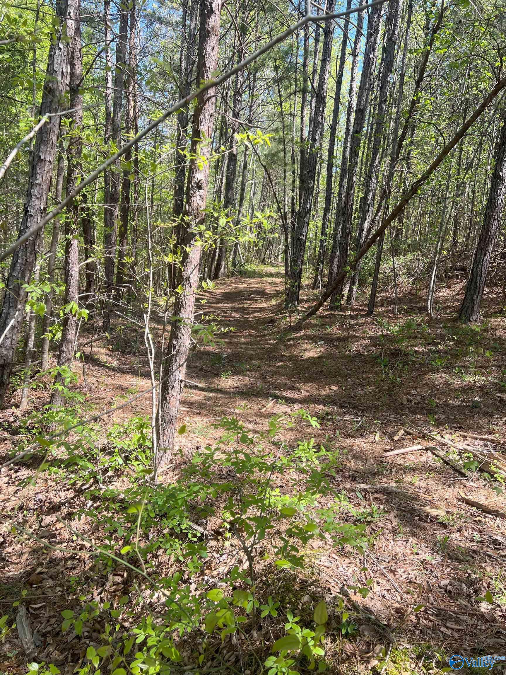 001 County Road 84, Danville, Alabama image 7