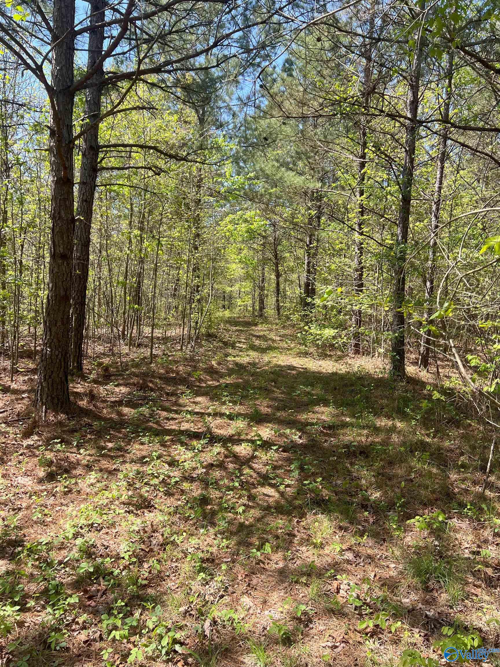 001 County Road 84, Danville, Alabama image 13