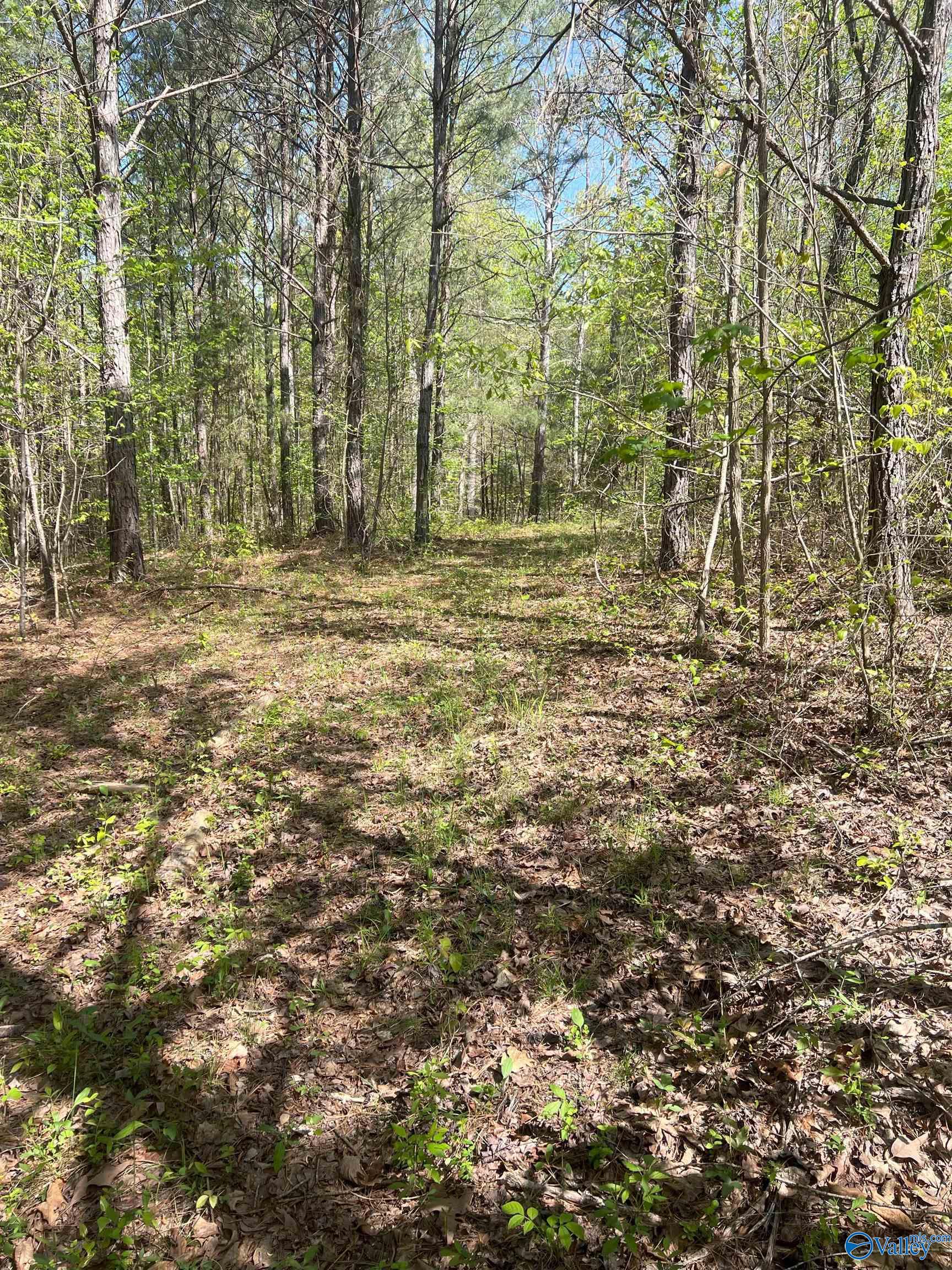 001 County Road 84, Danville, Alabama image 5