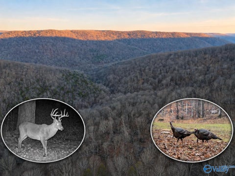 Vacant Land For Sale - 100 AC Dry Creek Road<br/> Jackson County, Hollytree, AL 35751
